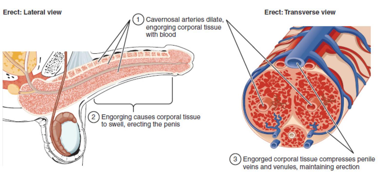 Understanding the Erected Penis: A Detailed Look at Penile Engorgement