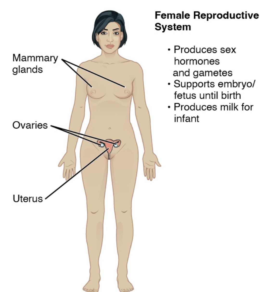 Understanding the Female Reproductive System: Anatomy Guide