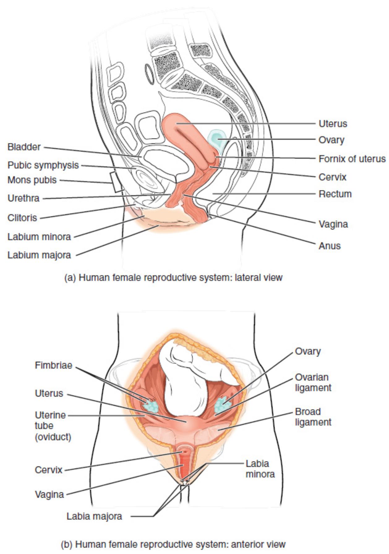 Exploring the Female Reproductive System: A Comprehensive Guide