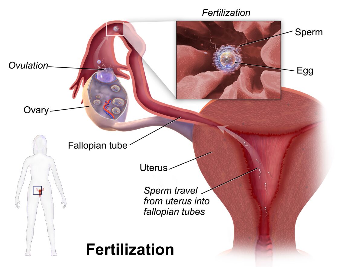 Fertilization Process: A Detailed Guide to Conception and Reproduction