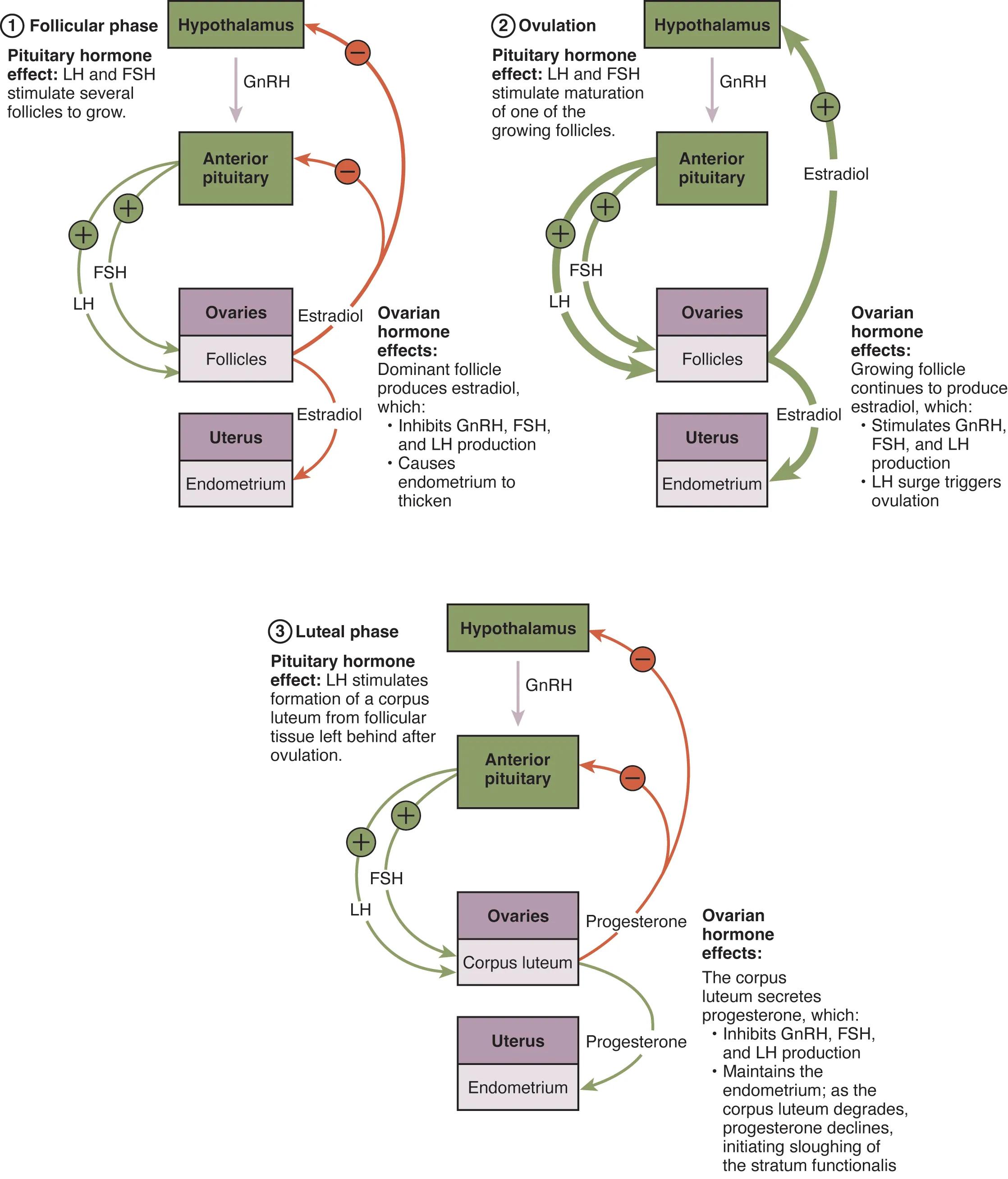 The Hormonal Symphony: Regulating the Ovarian and Uterine Cycles