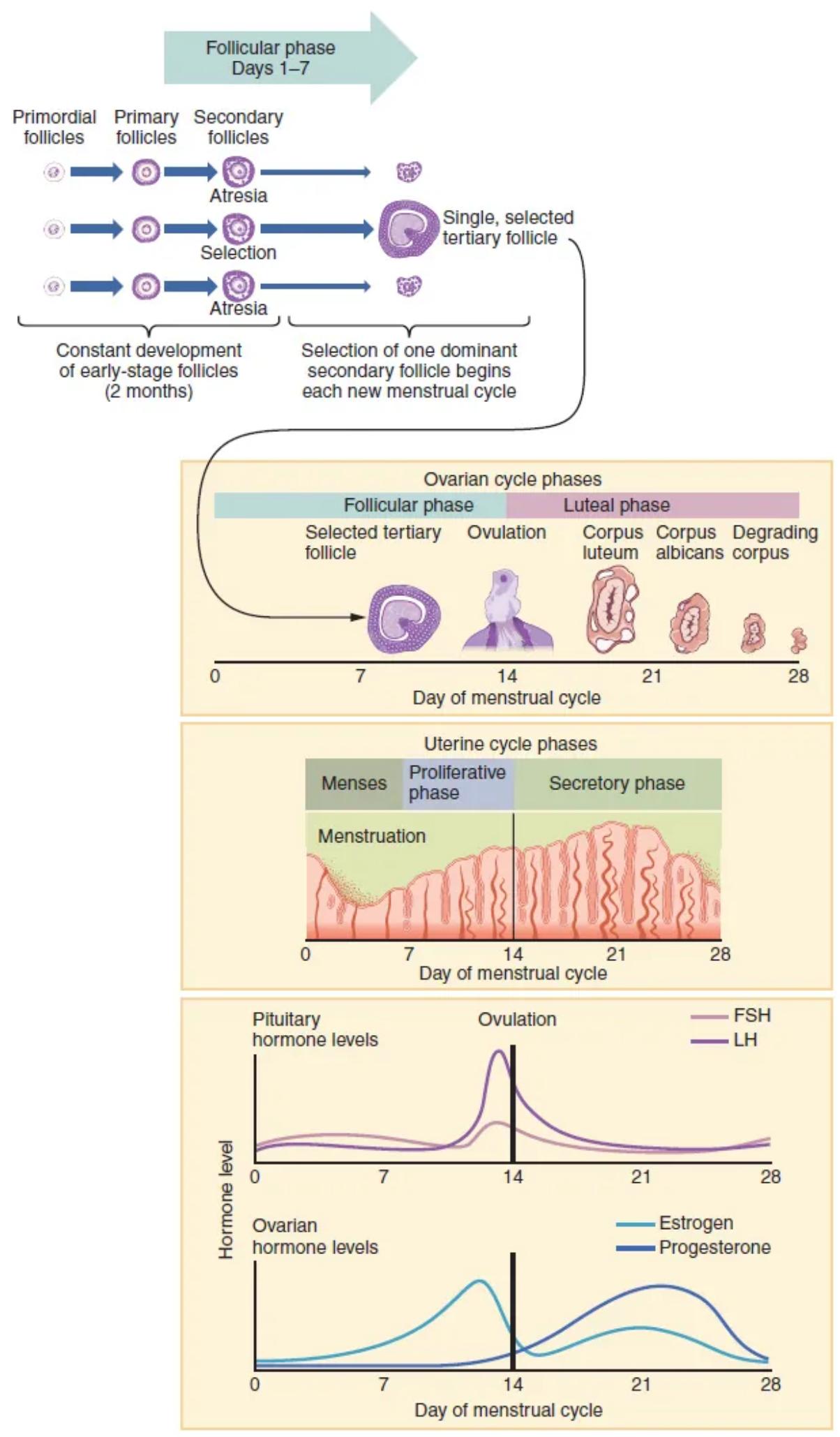 The Menstrual Cycle Unveiled: Hormonal Regulation and Phases