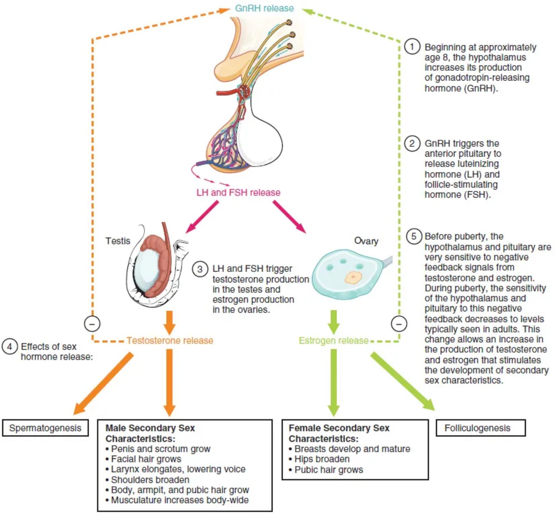 The Hormonal Symphony of Puberty: A Detailed Look