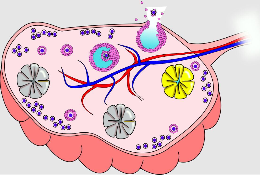 Human Ovary Sectional View: Anatomy and Function in Reproduction