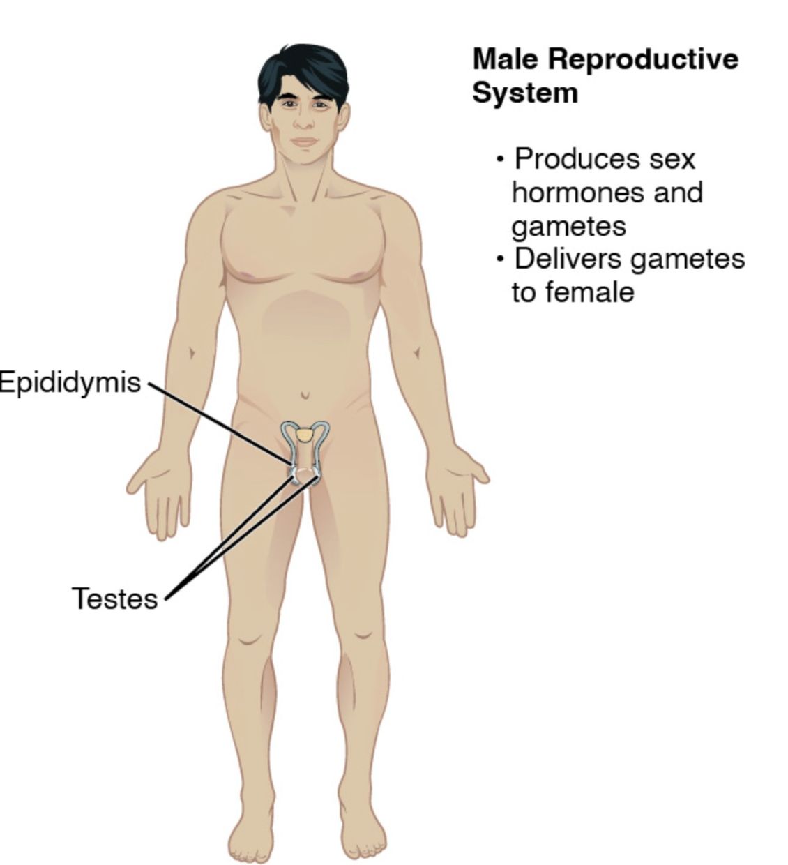Exploring the Male Reproductive System: Anatomy Overview