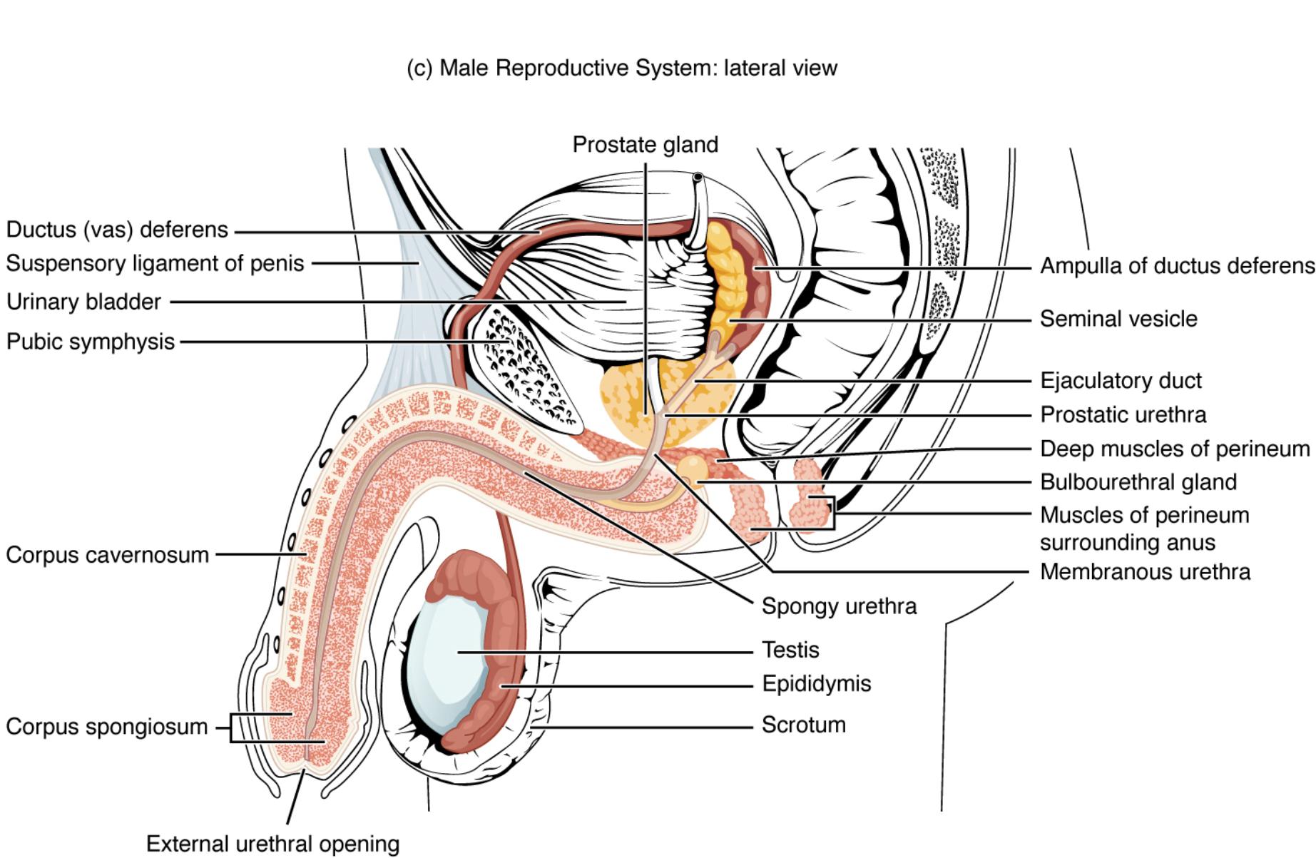 Comprehensive Lateral View: Anatomy of the Male Reproductive System