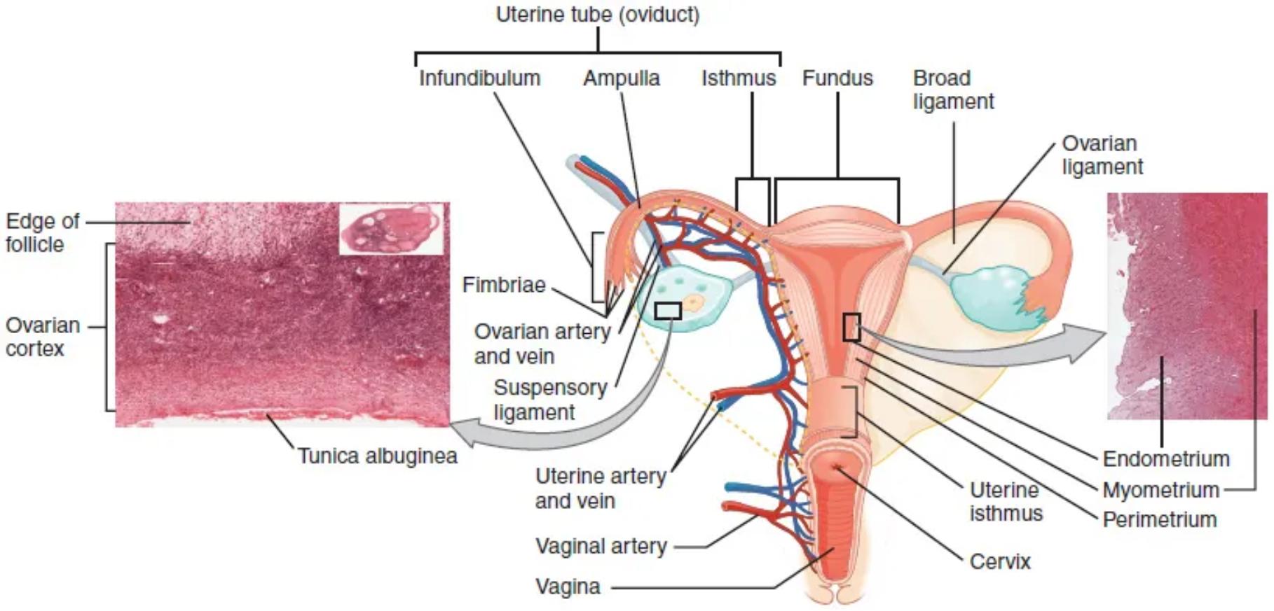 The Female Reproductive Core: Ovaries, Uterine Tubes, and Uterus