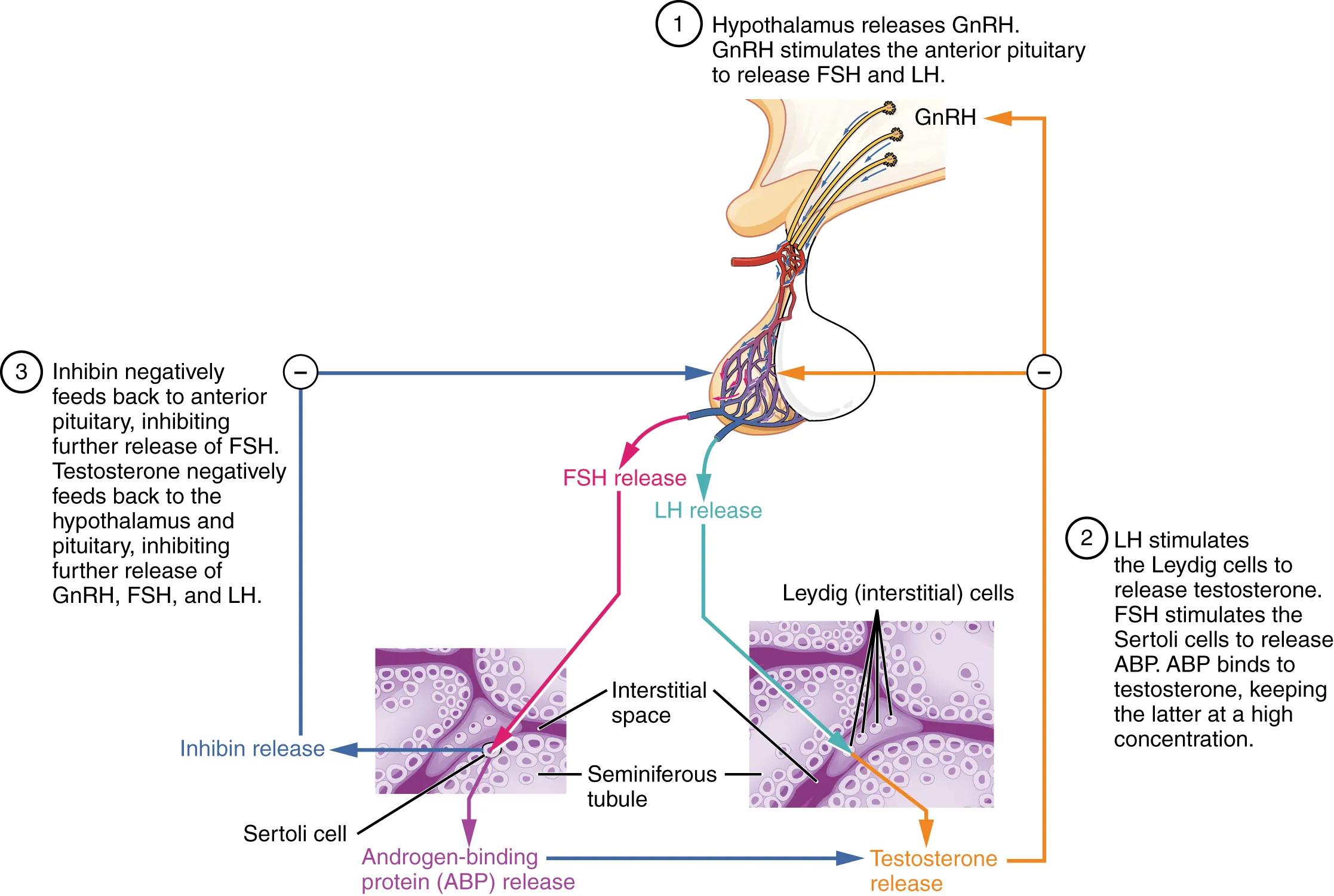 The Intricate Dance: Understanding Testosterone Regulation