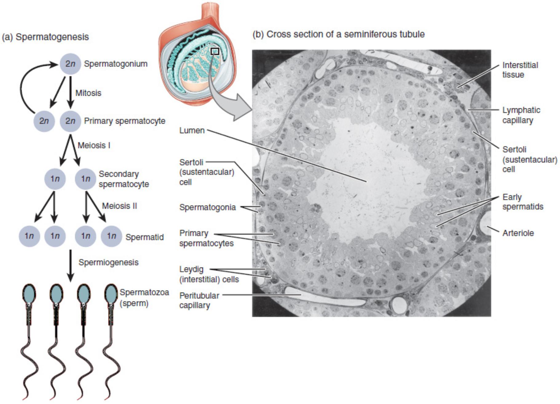 Spermatogenesis and Seminiferous Tubule Anatomy: A Detailed Overview