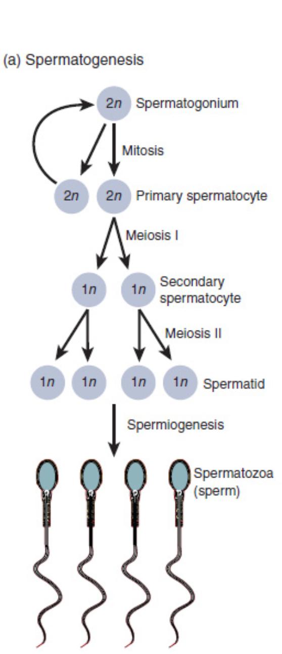 Spermatogenesis: A Detailed Diagrammatic Explanation of Sperm Development