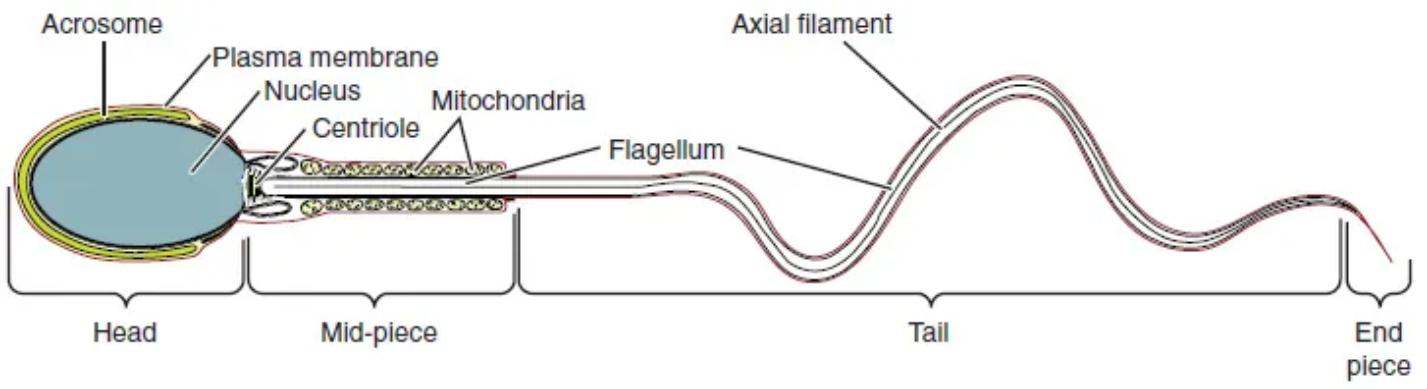 The Ultrastructure of Spermatozoa: A Detailed Functional Anatomy