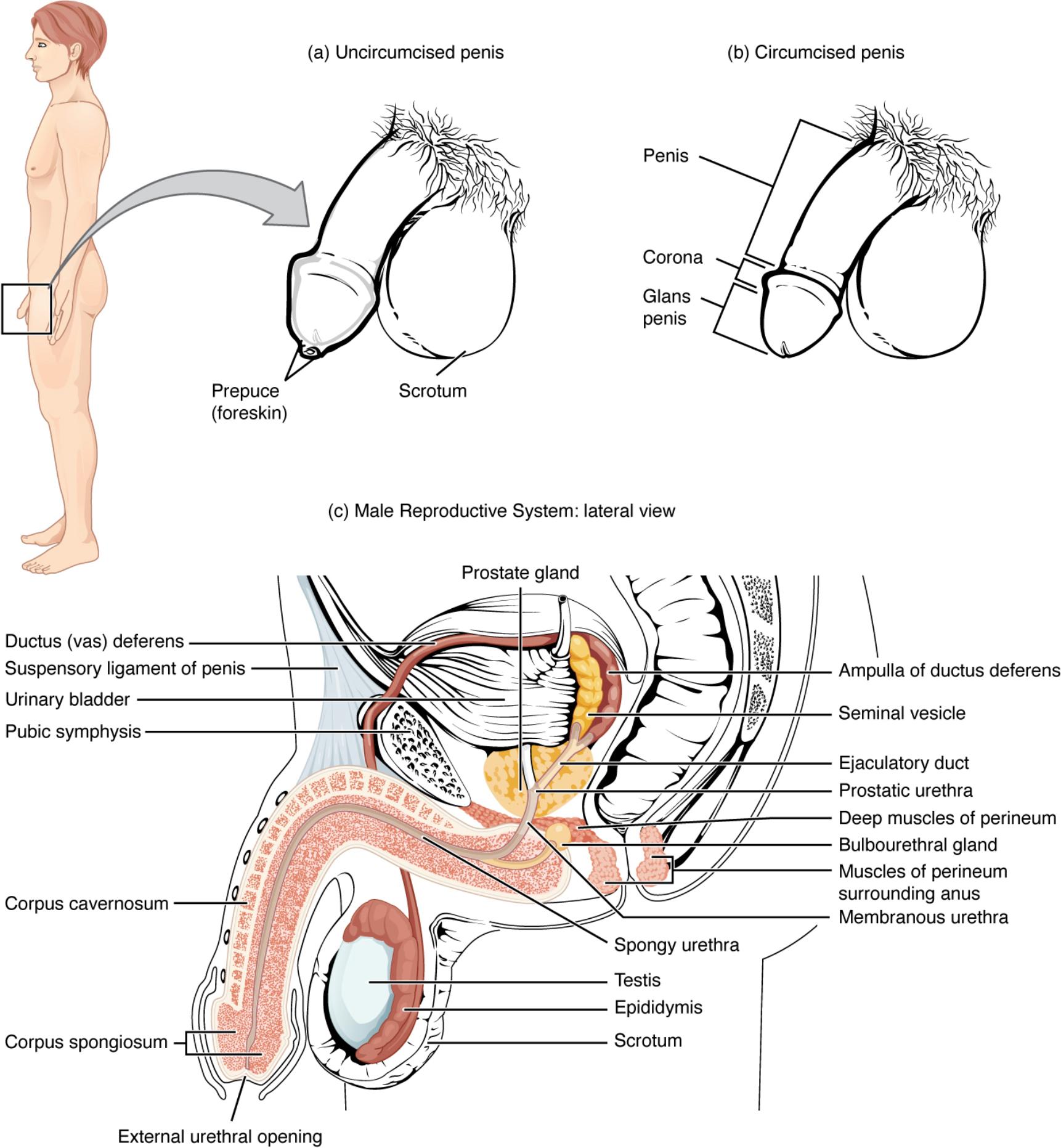 Comprehensive Anatomy of the Male Reproductive System