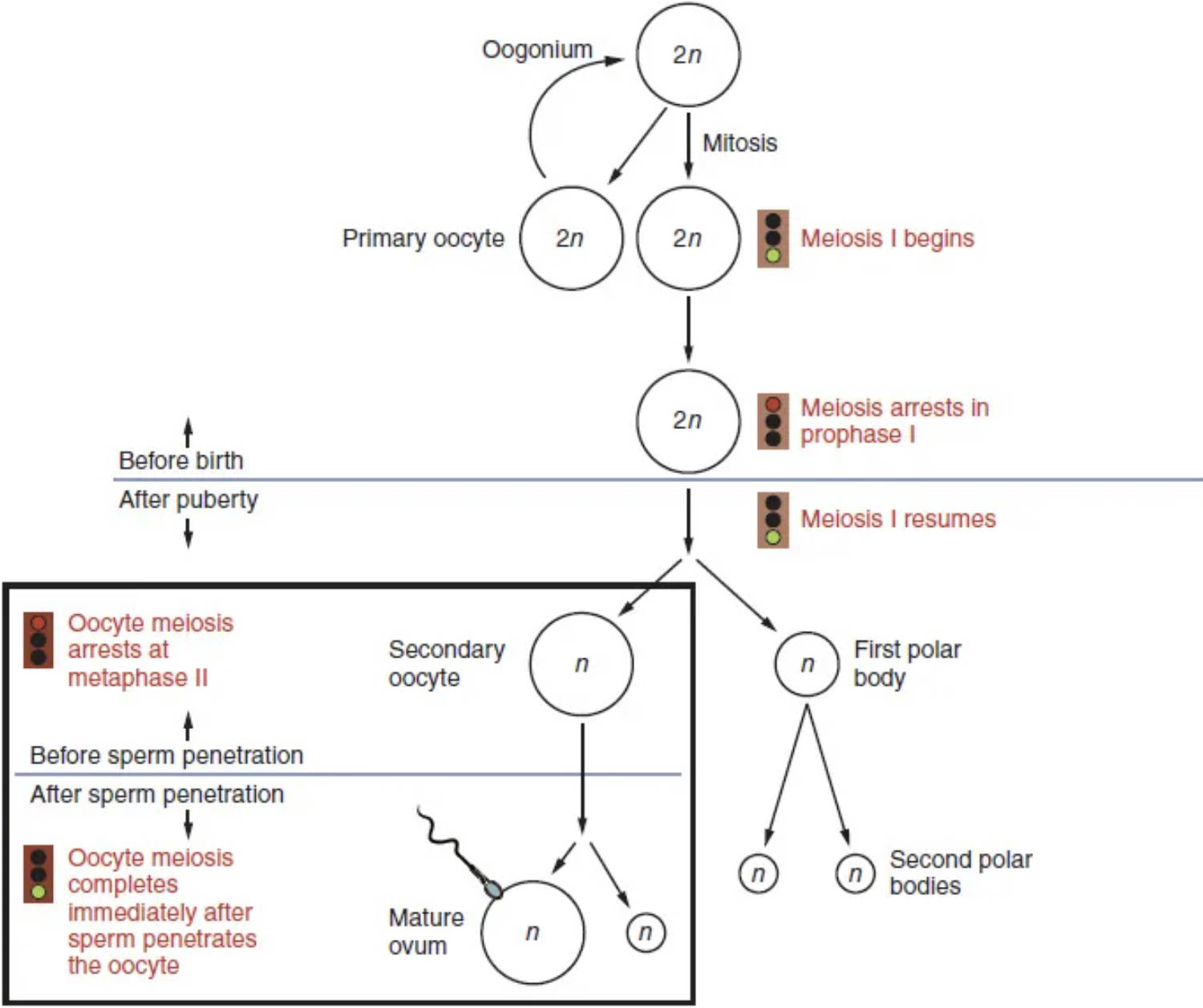 Oogenesis: The Journey of Egg Cell Development