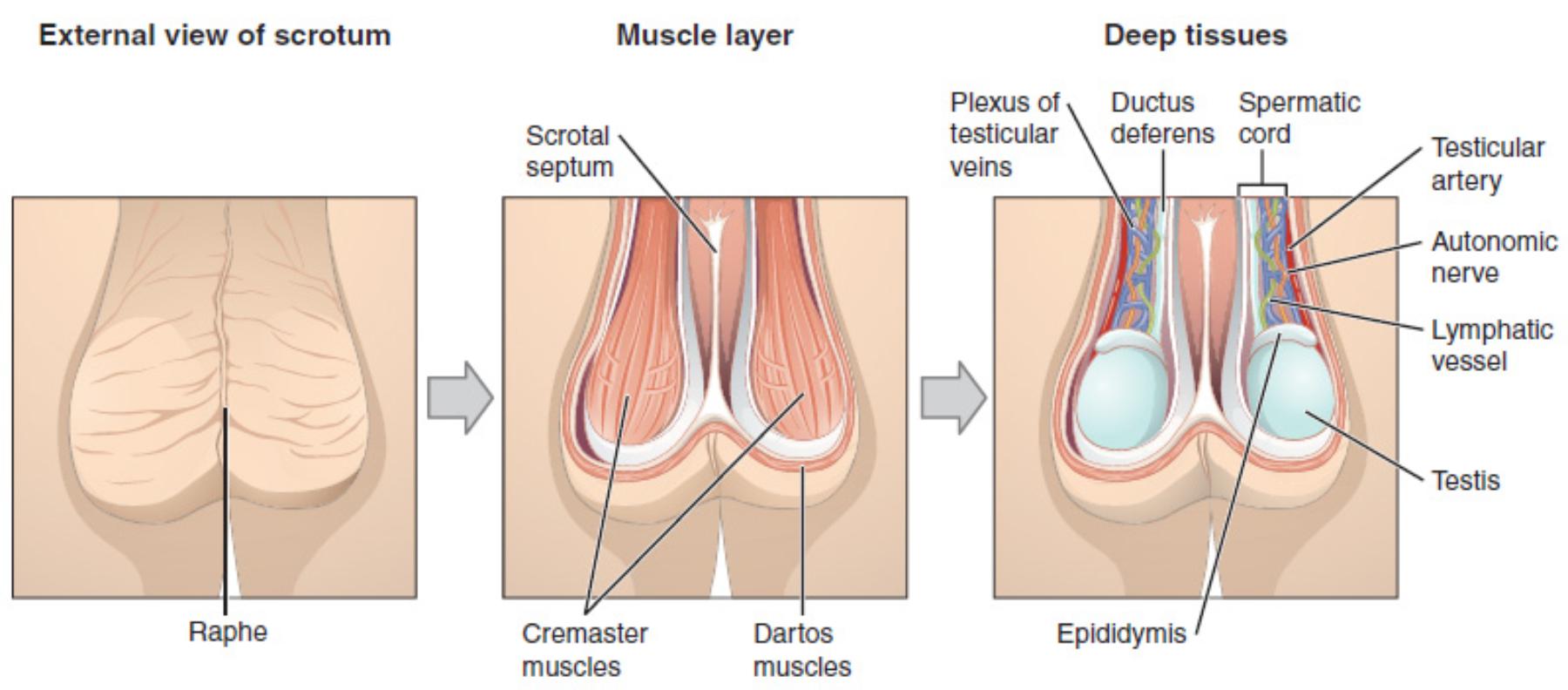 The Scrotum and Testes: A Detailed Anterior View of Male Reproductive Anatomy