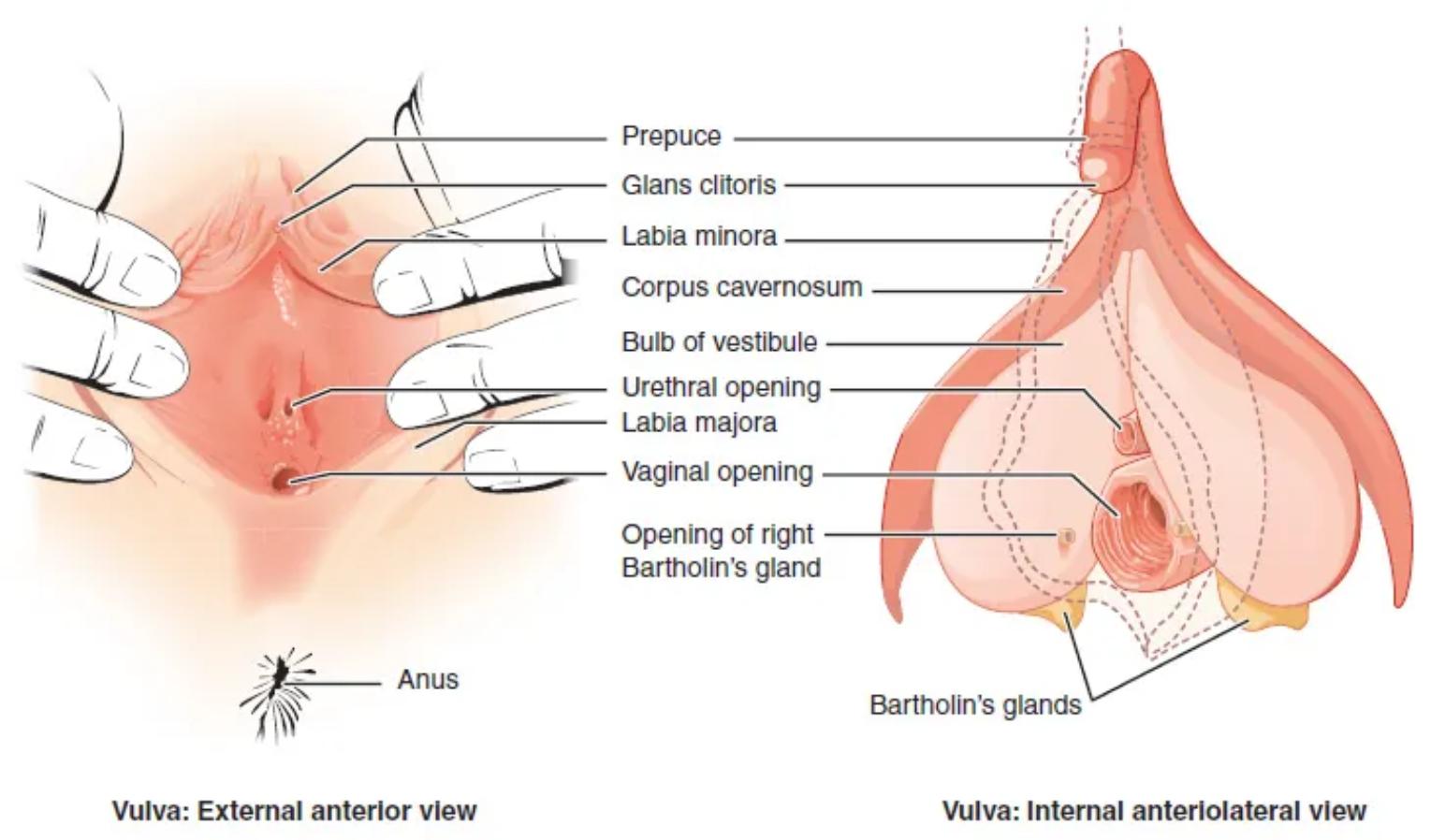 Understanding the Vulva: A Detailed Anatomical Exploration