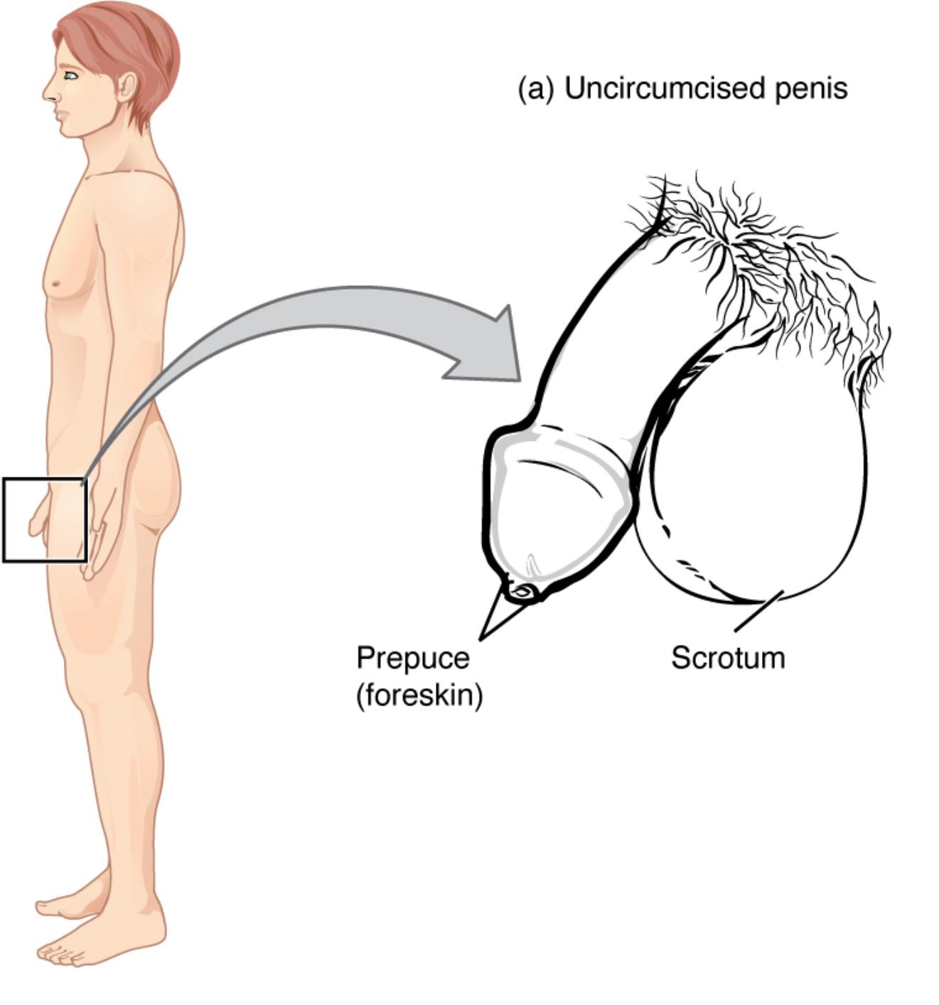 Anatomy of the Uncircumcised Penis: External Features and Foreskin