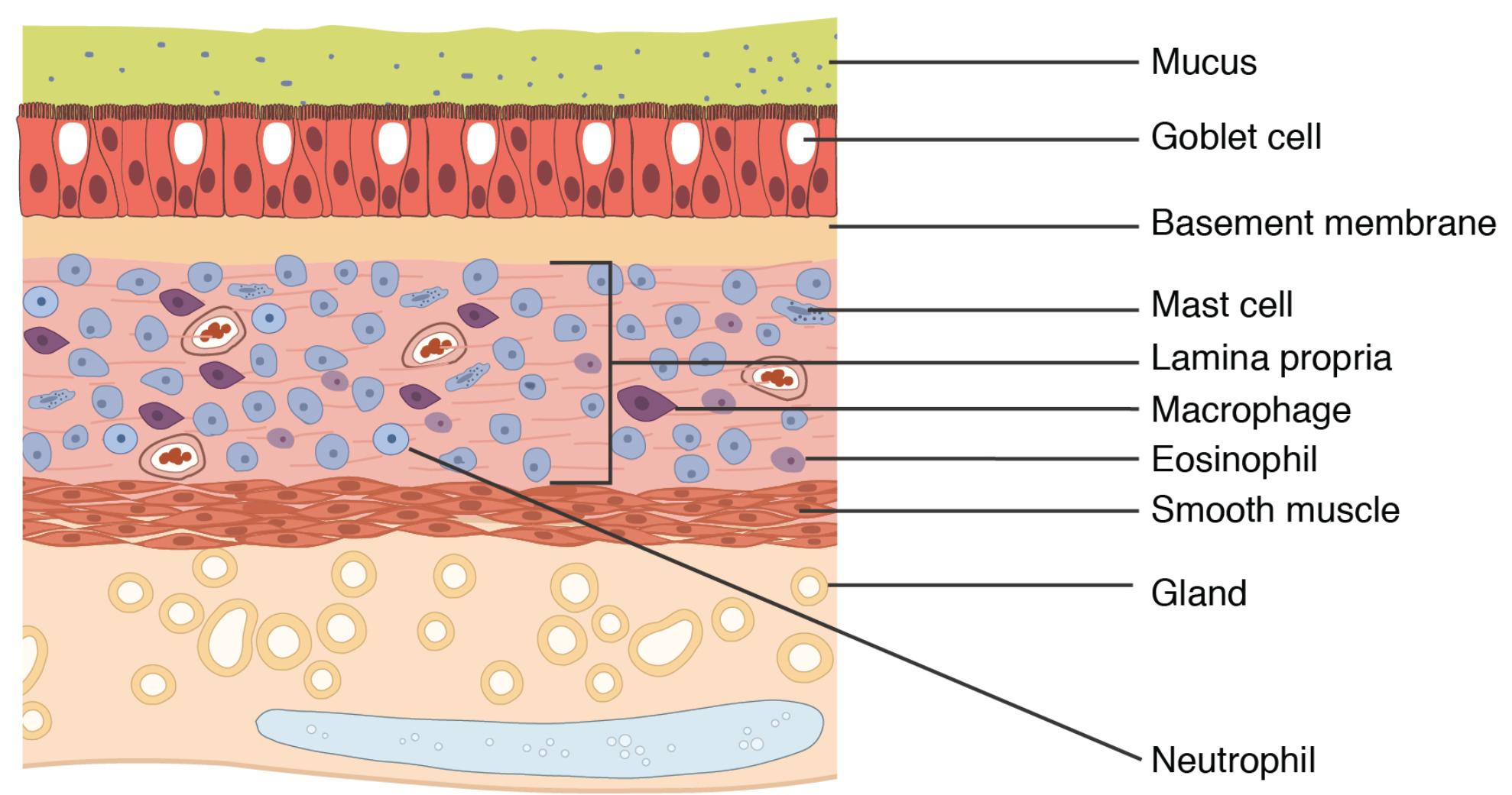 Exploring the Anatomical Structure of Bronchial Asthma Tissue