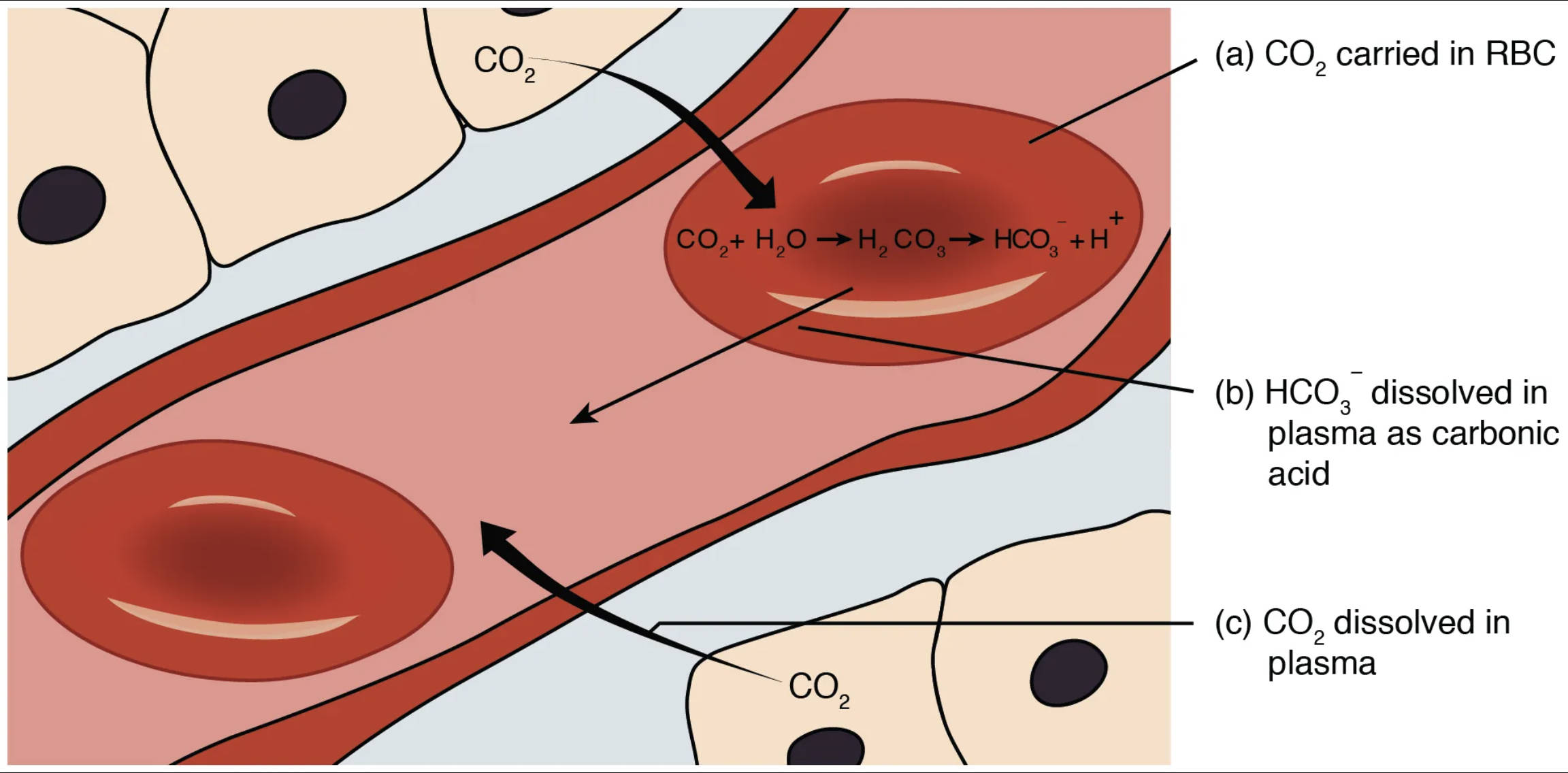 Carbon Dioxide Transport: Mechanisms for Excreting Metabolic Waste