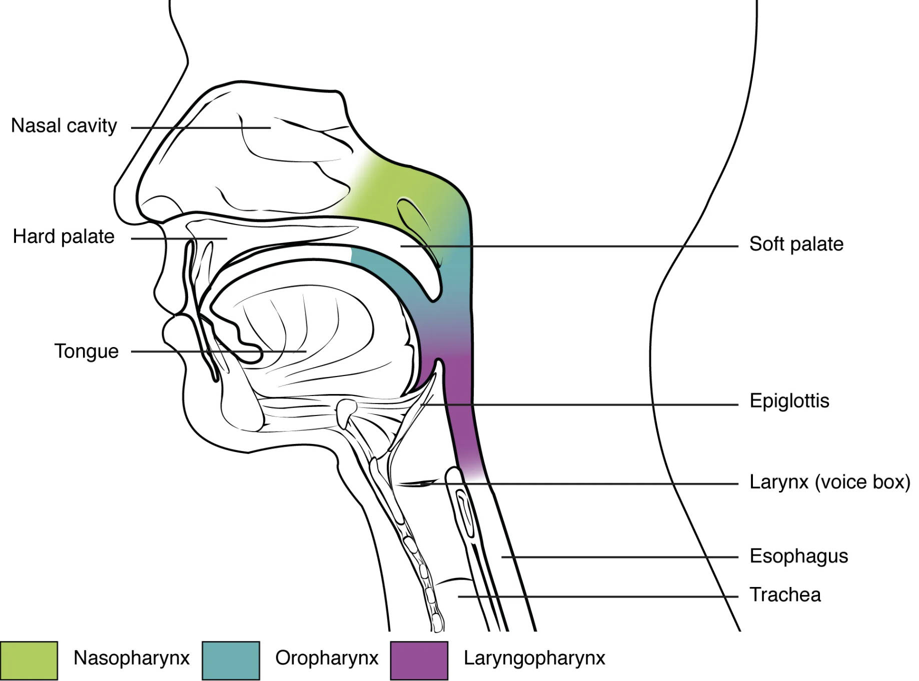 Understanding the Divisions of the Pharynx