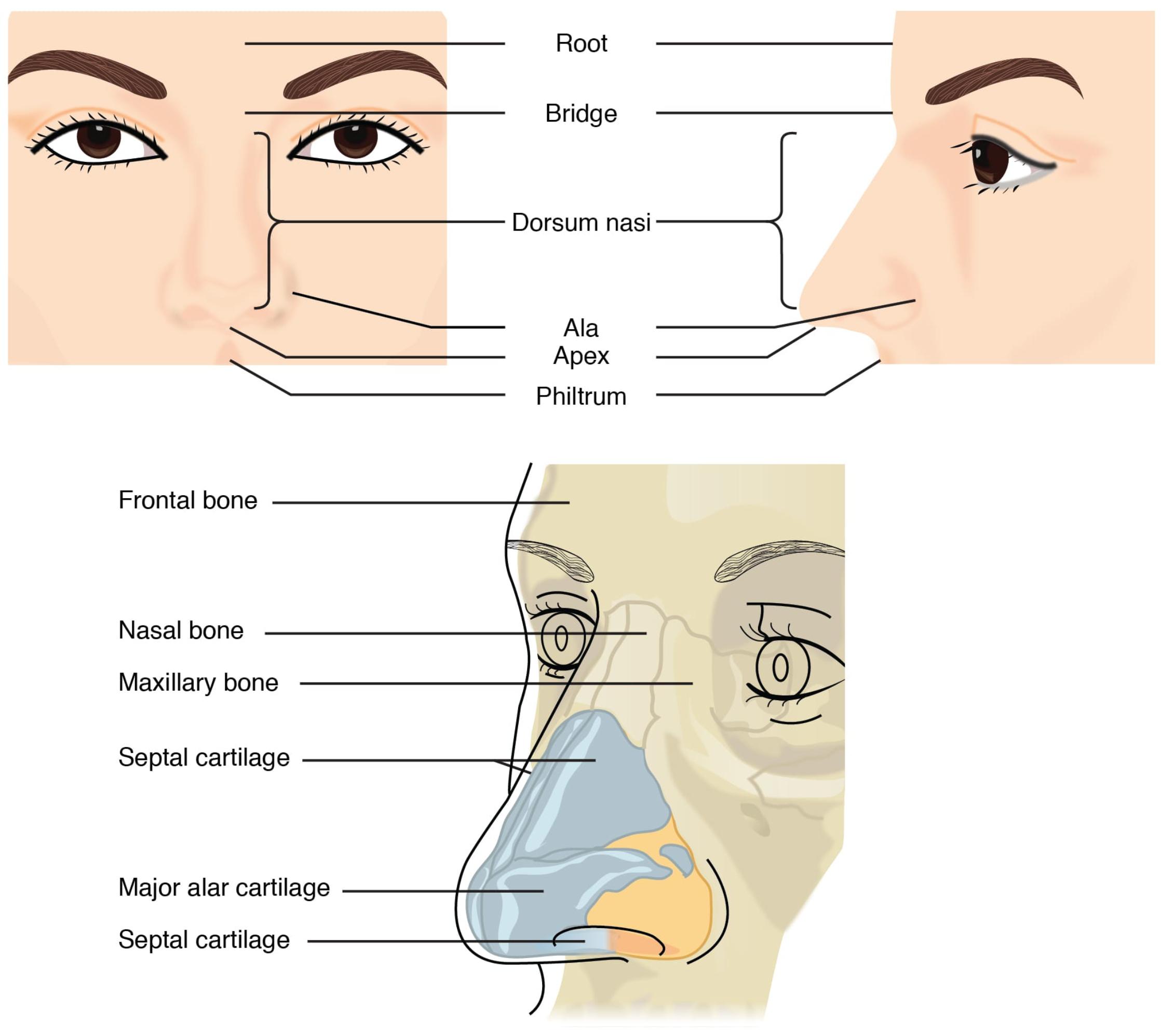 Understanding the Anatomy of the External Nose and Its Skeletal Features