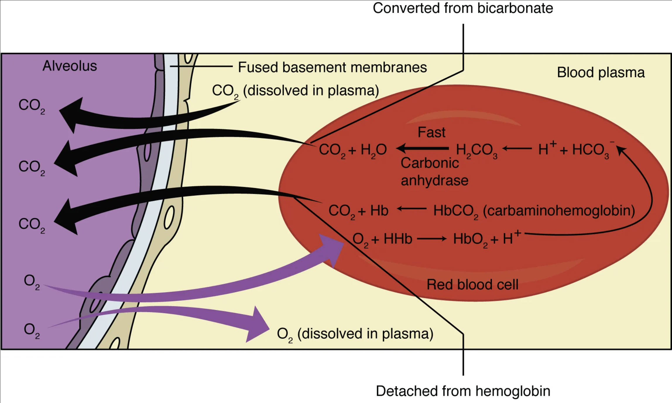 Understanding External Respiration: Gas Exchange in the Lungs
