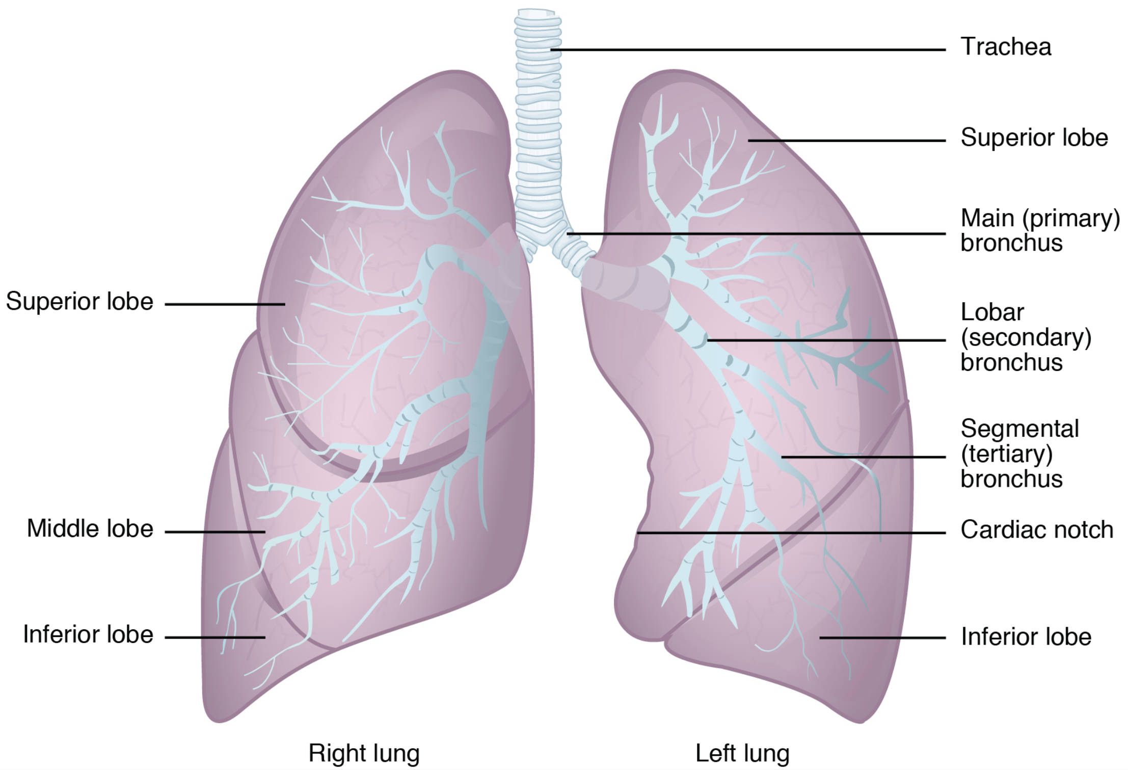 Gross Anatomy of the Lungs: A Comprehensive Overview