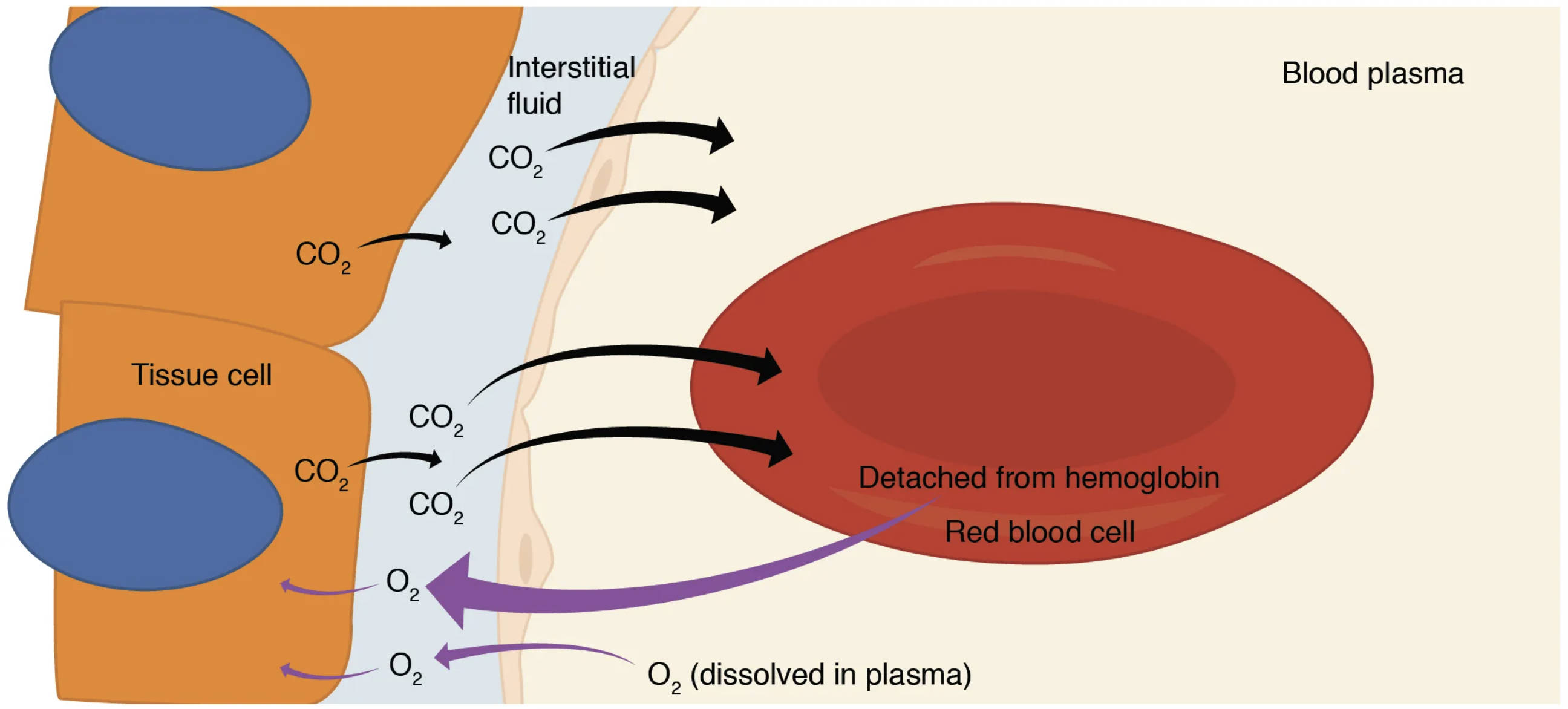 Internal Respiration: Gas Exchange at the Tissue Level