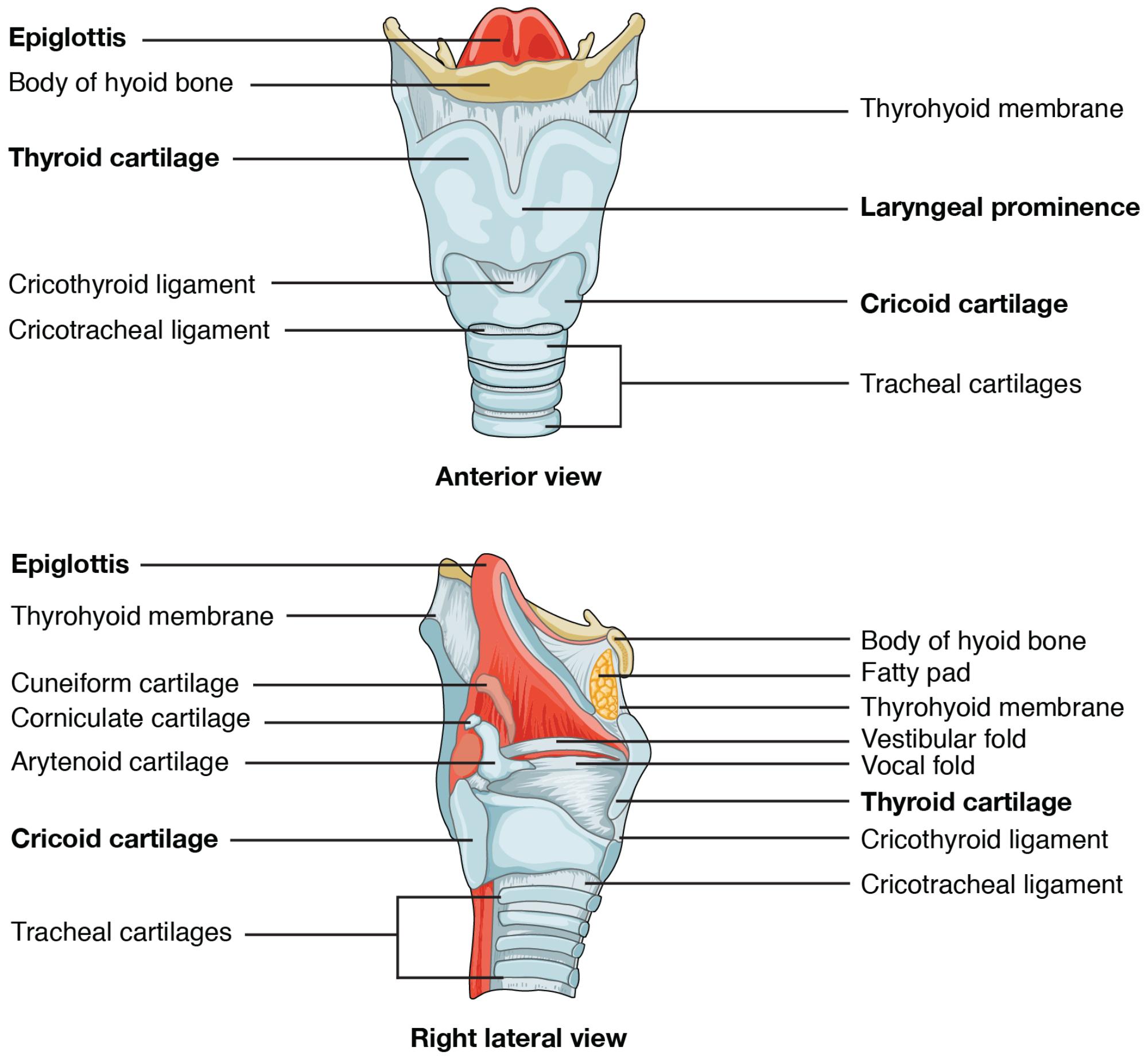 Exploring the Larynx: Anatomical Structure in Anterior and Right Lateral Views