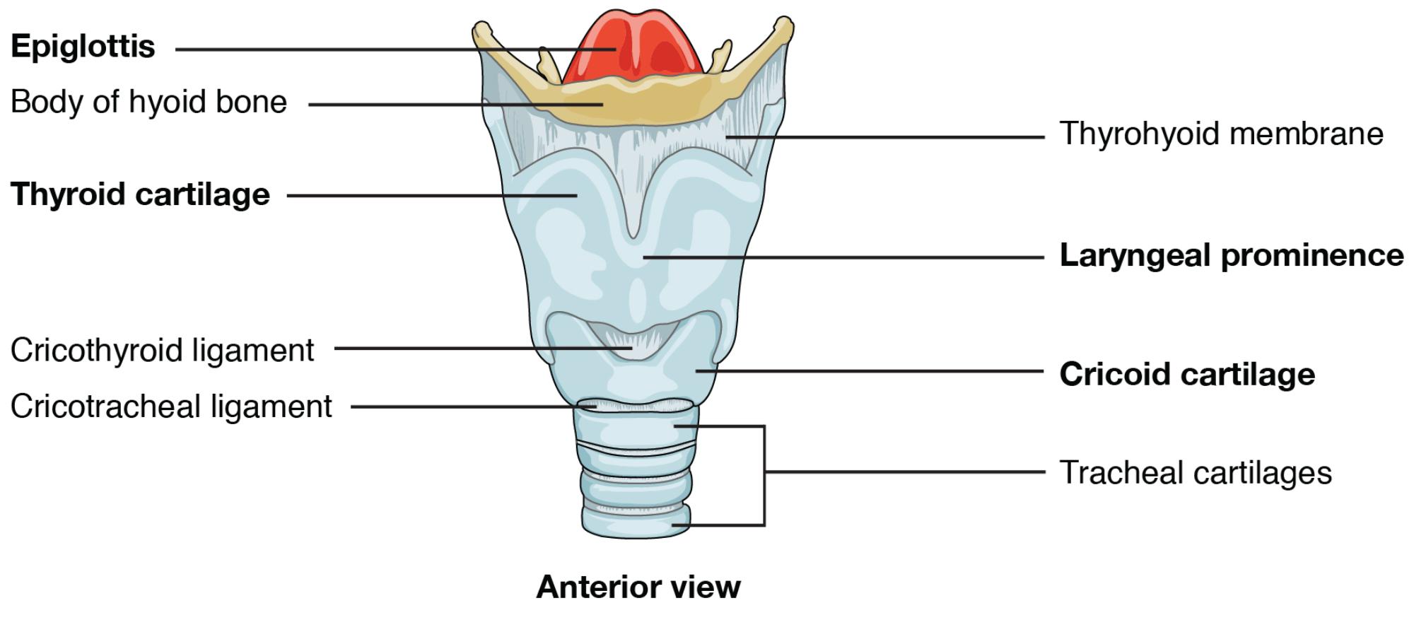Unveiling the Larynx: Anatomical Structure in Anterior View