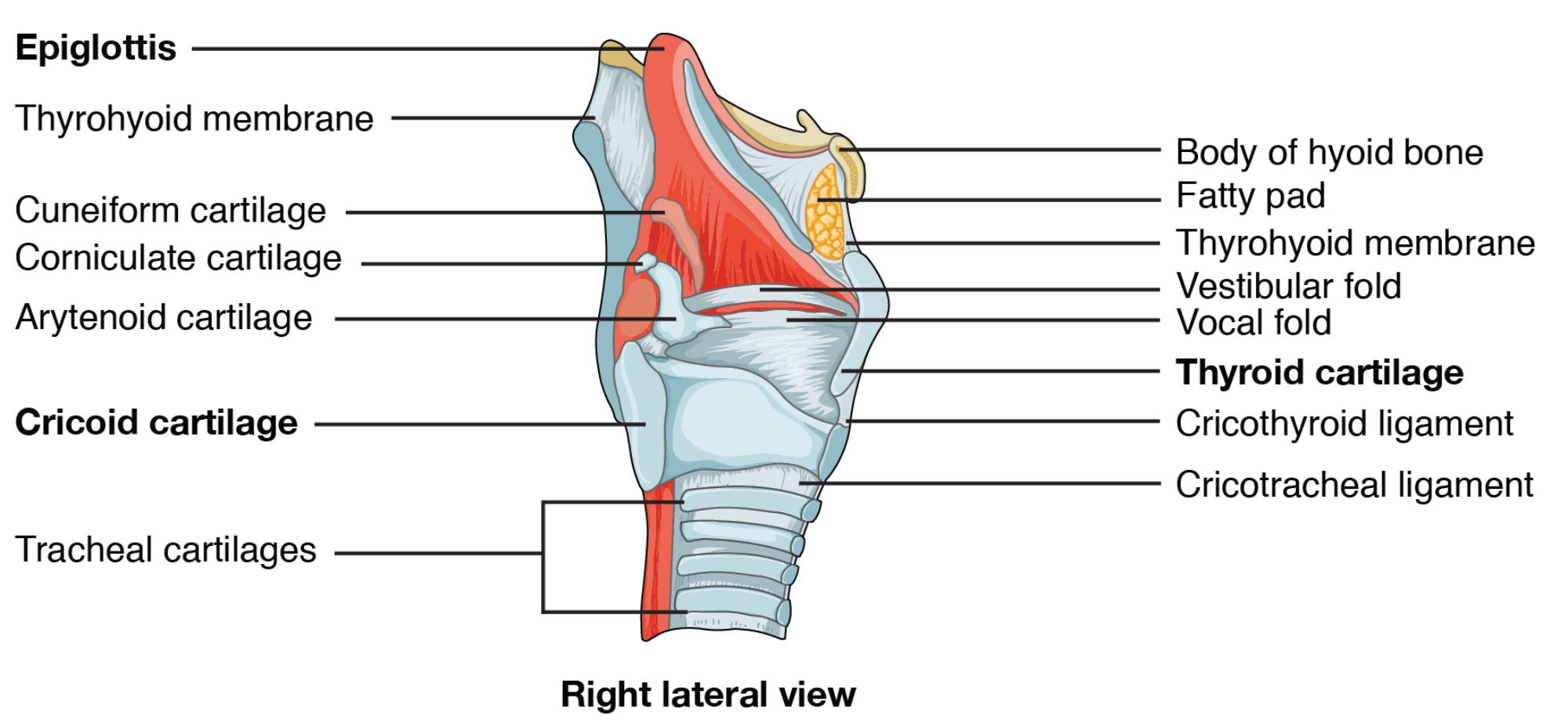Discovering the Larynx: Anatomical Structure in Right Lateral View