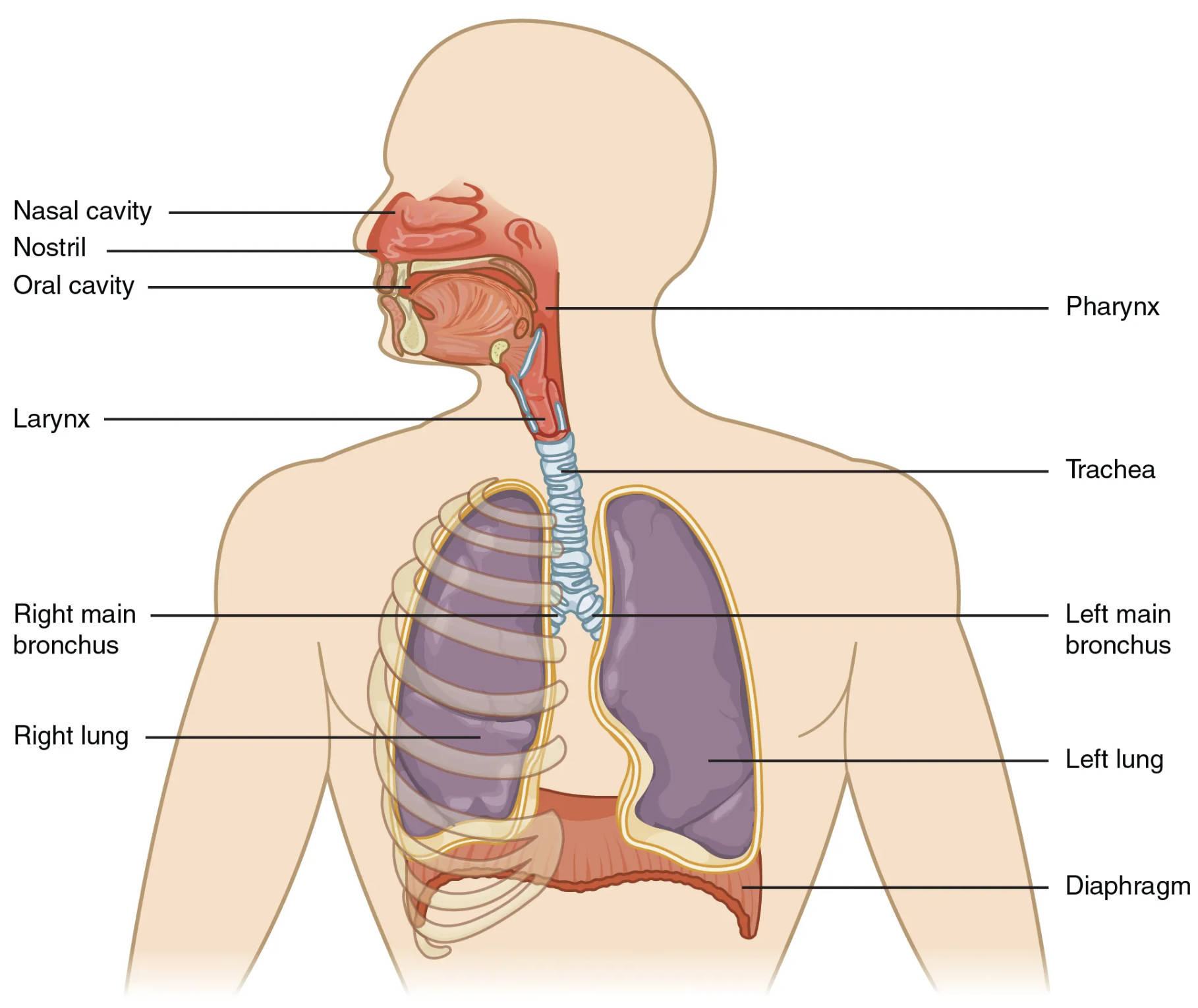 Exploring the Major Structures of the Respiratory System
