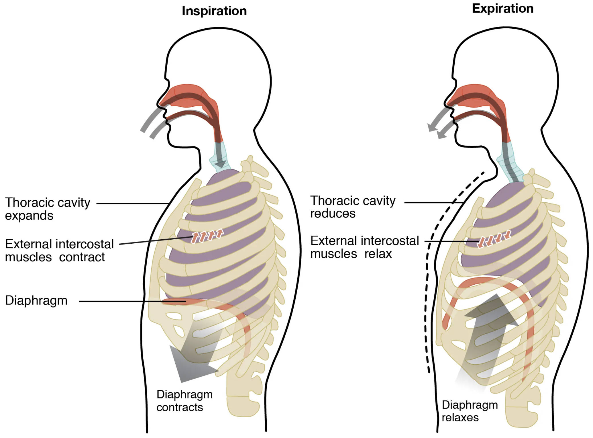 Understanding the Mechanics of Normal Breathing: Inspiration and Expiration