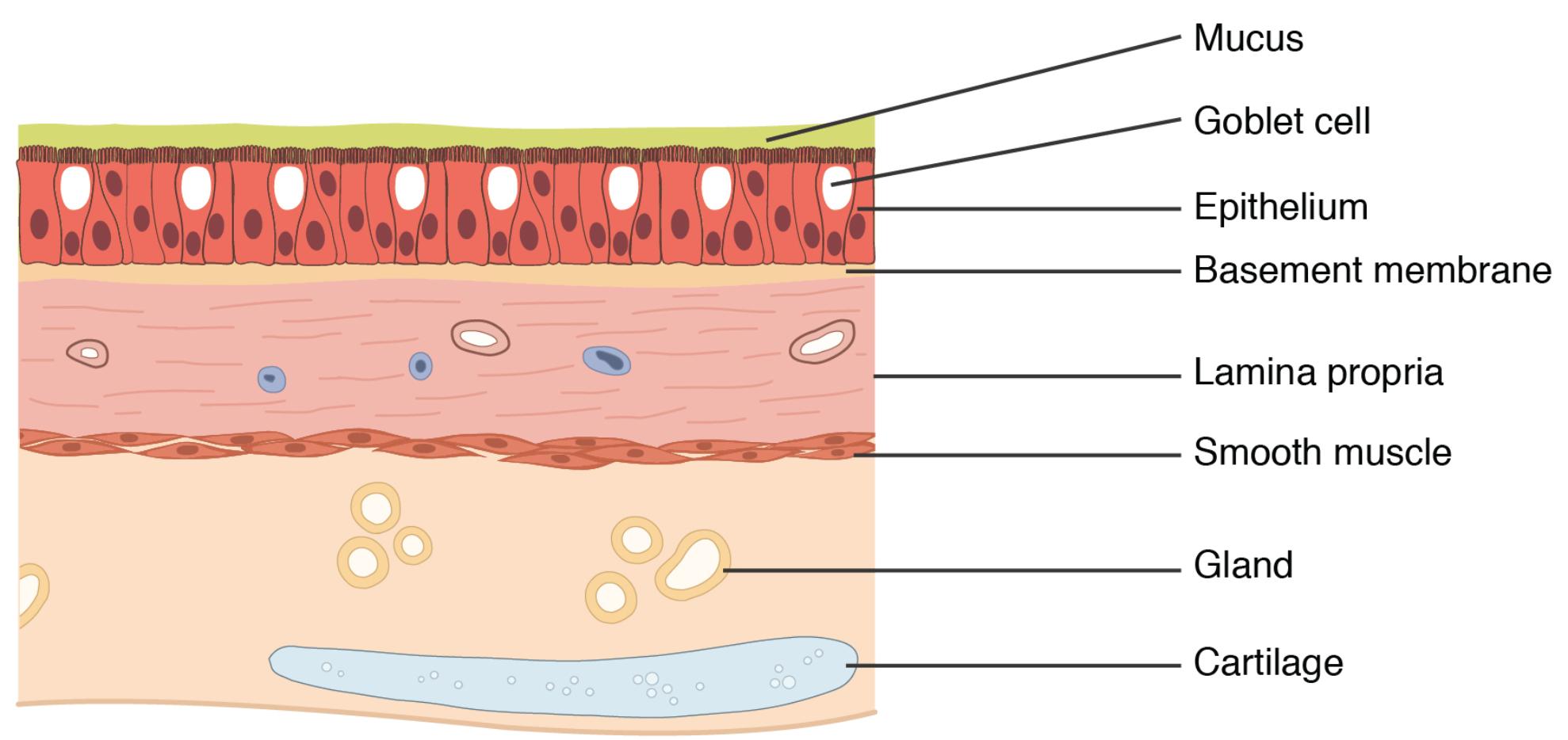 Understanding the Anatomical Structure of Normal Lung Tissue