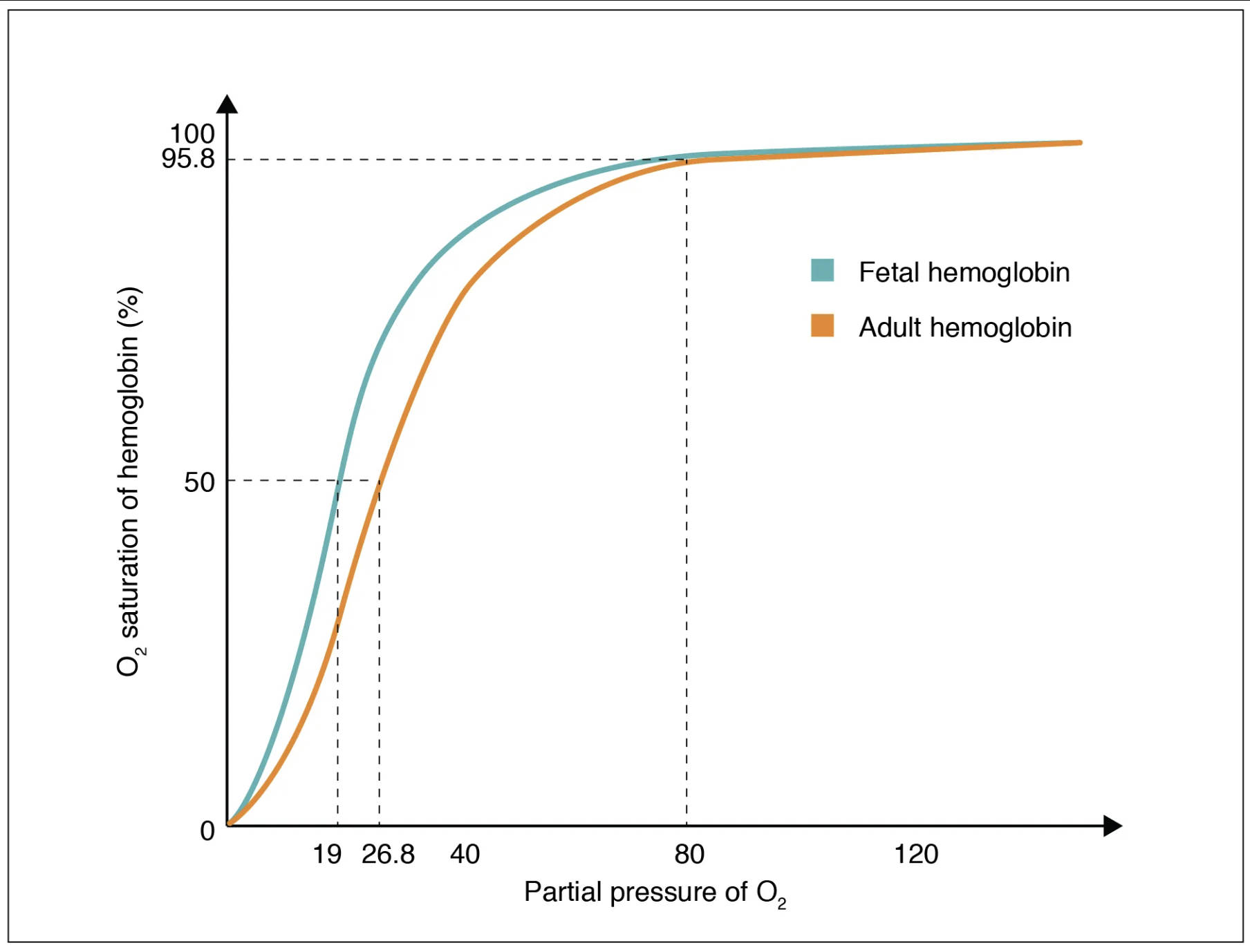 Fetal vs. Adult Hemoglobin: Adapting Oxygen Transport for Life