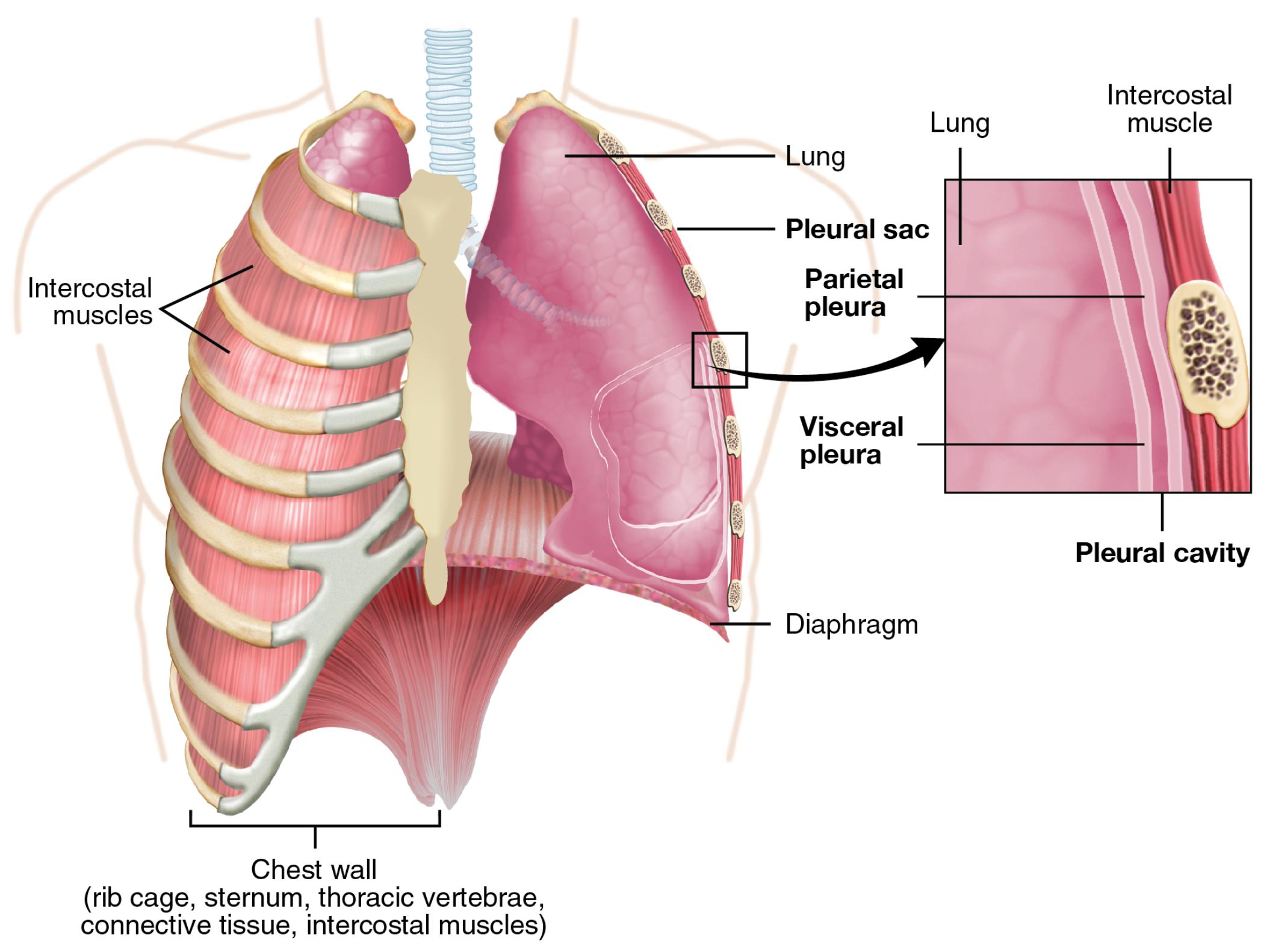 Anatomy of Parietal and Visceral Pleurae in the Lungs