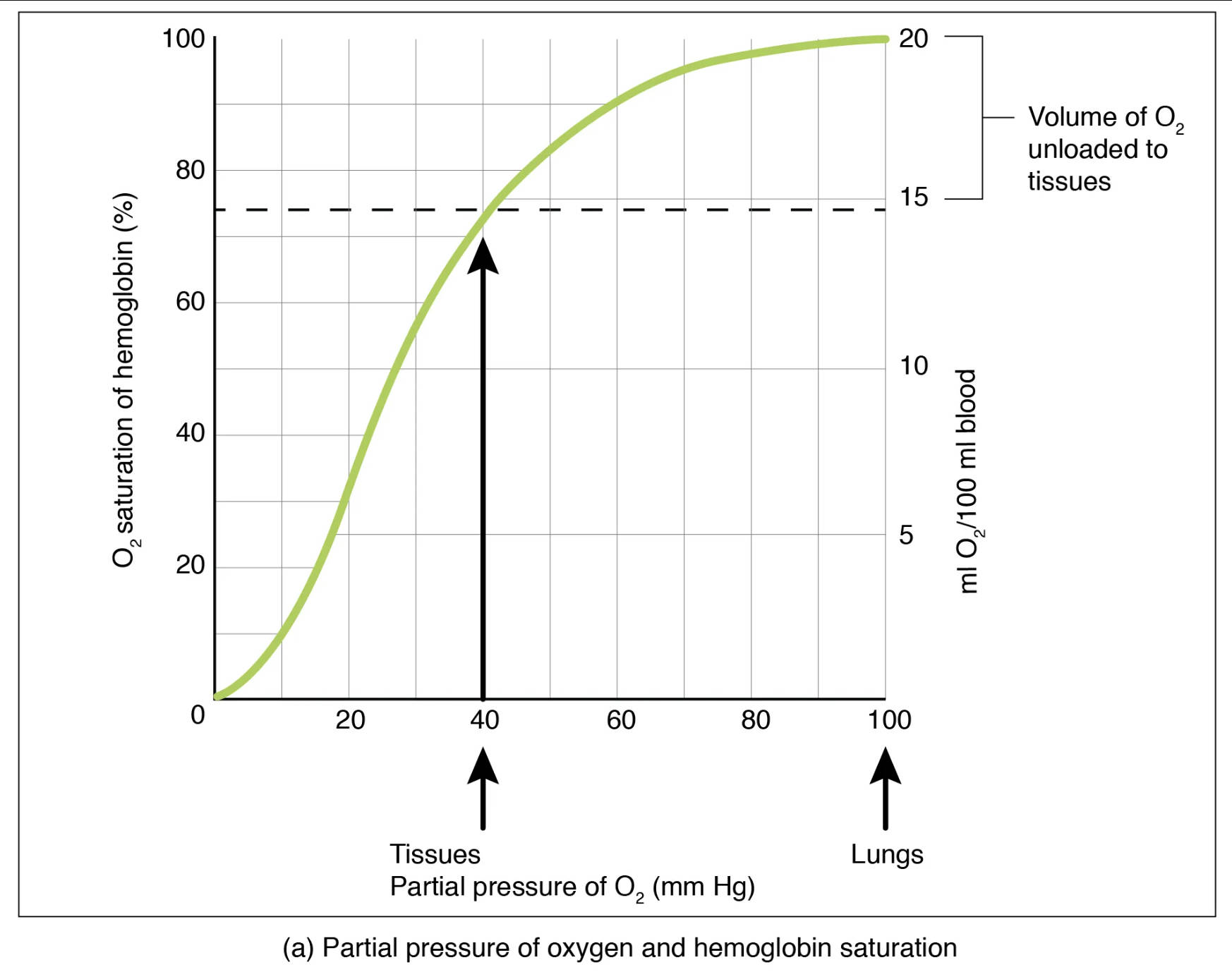 The Oxygen-Hemoglobin Dissociation Curve: A Vital Medical Insight