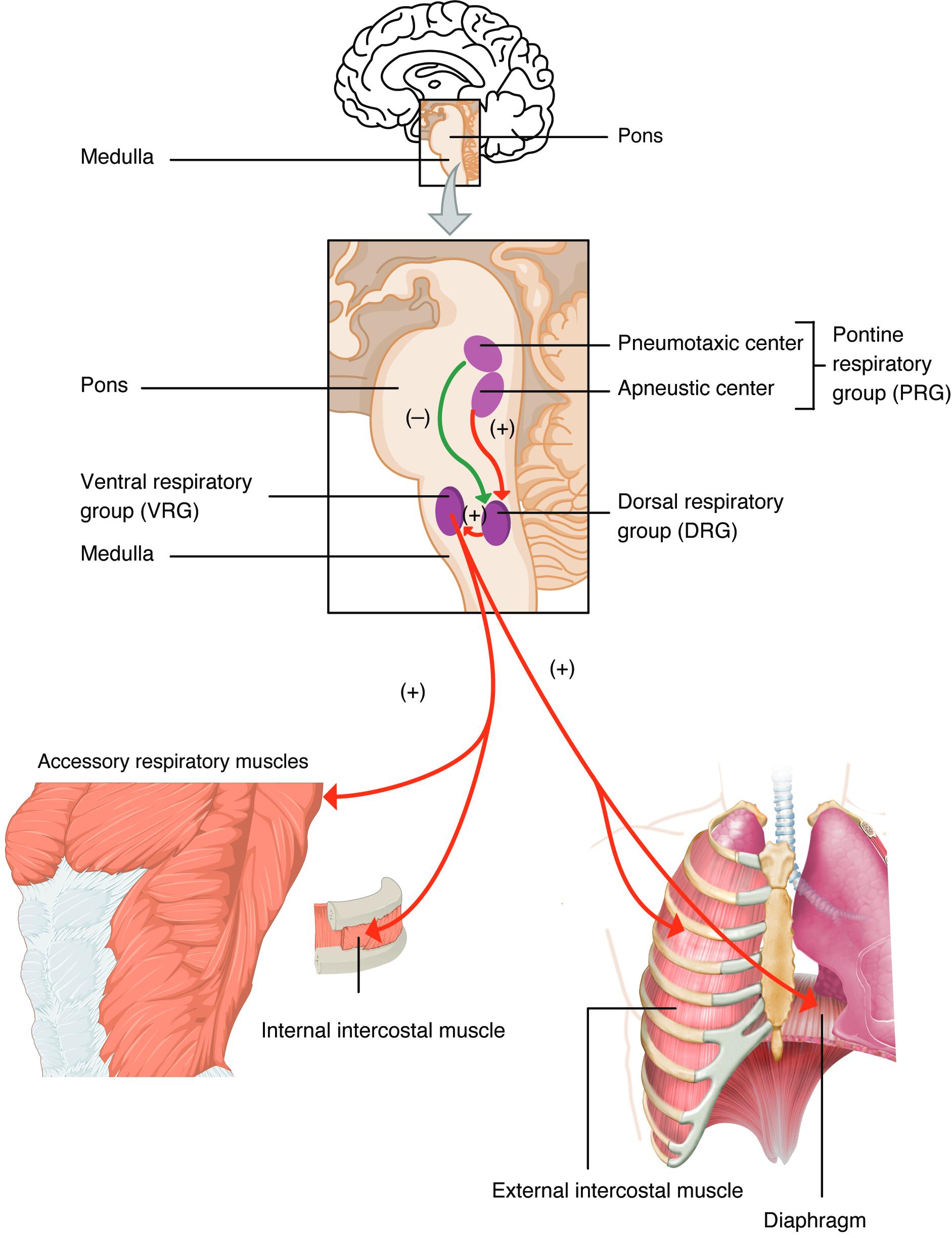 The Brain’s Control Center: Understanding Respiratory Regulation