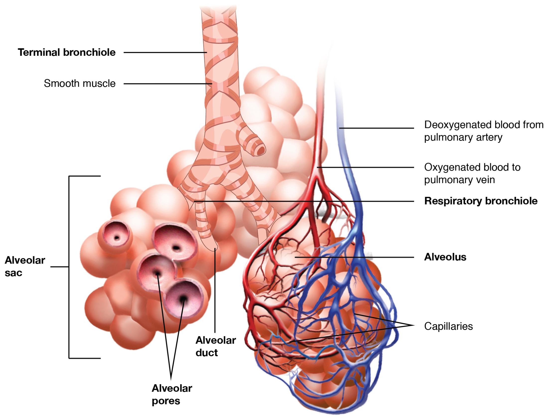Understanding the Respiratory Zone: Anatomical Diagram Insights