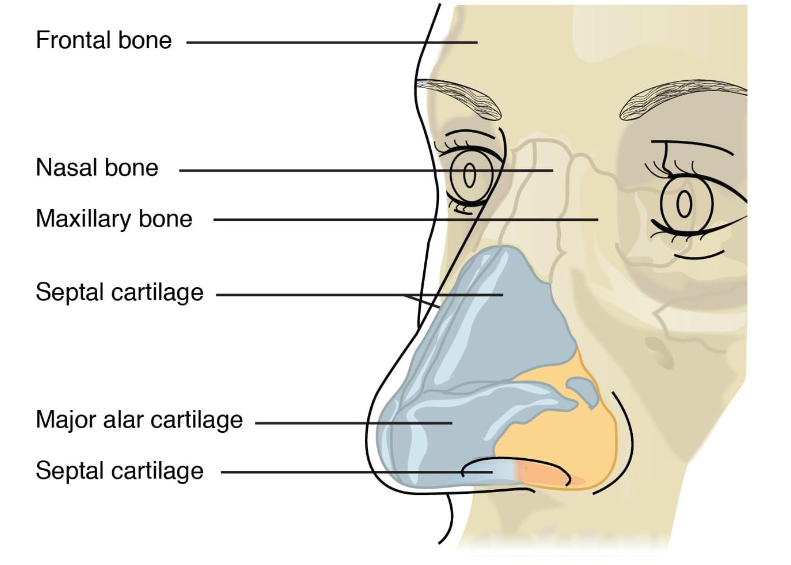 Understanding the Skeletal Framework of the Human Nose