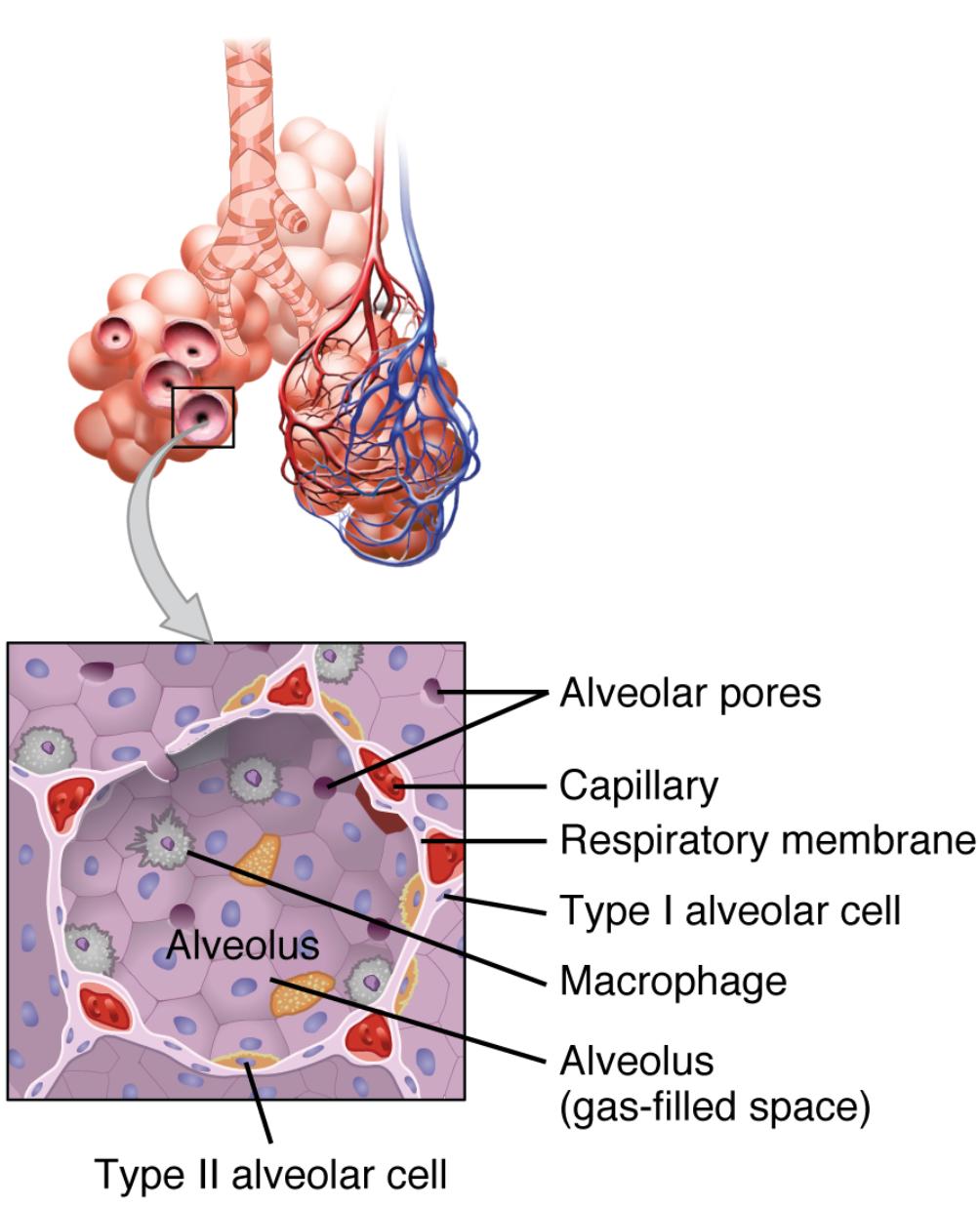 Exploring the Structures of the Respiratory Zone: Alveoli Anatomical Diagram