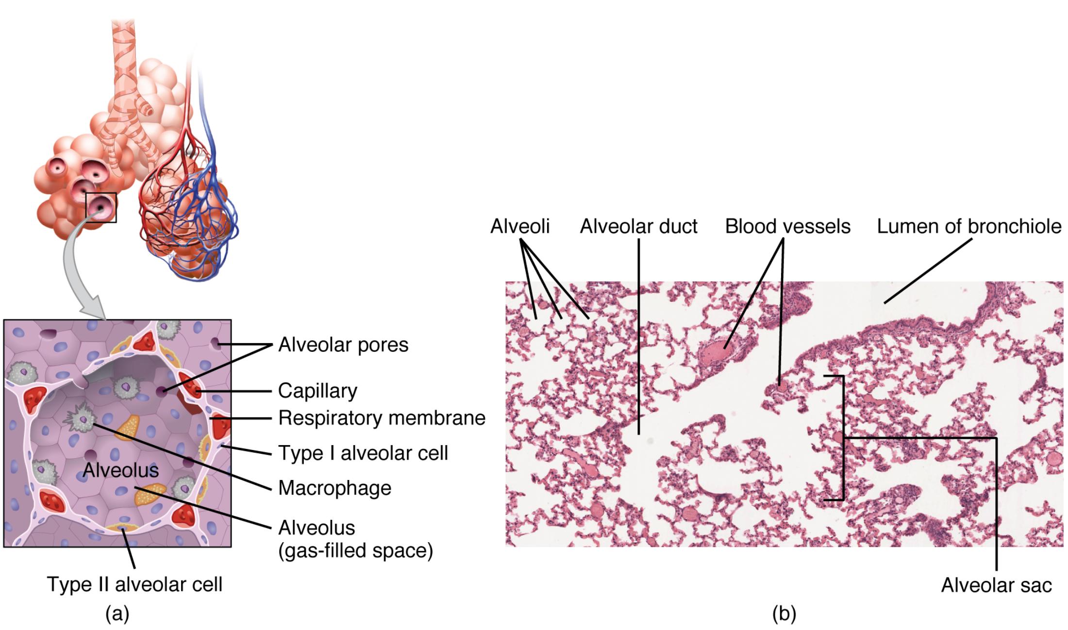 the Structures of the Respiratory Zone: Alveoli and Microscopic Views