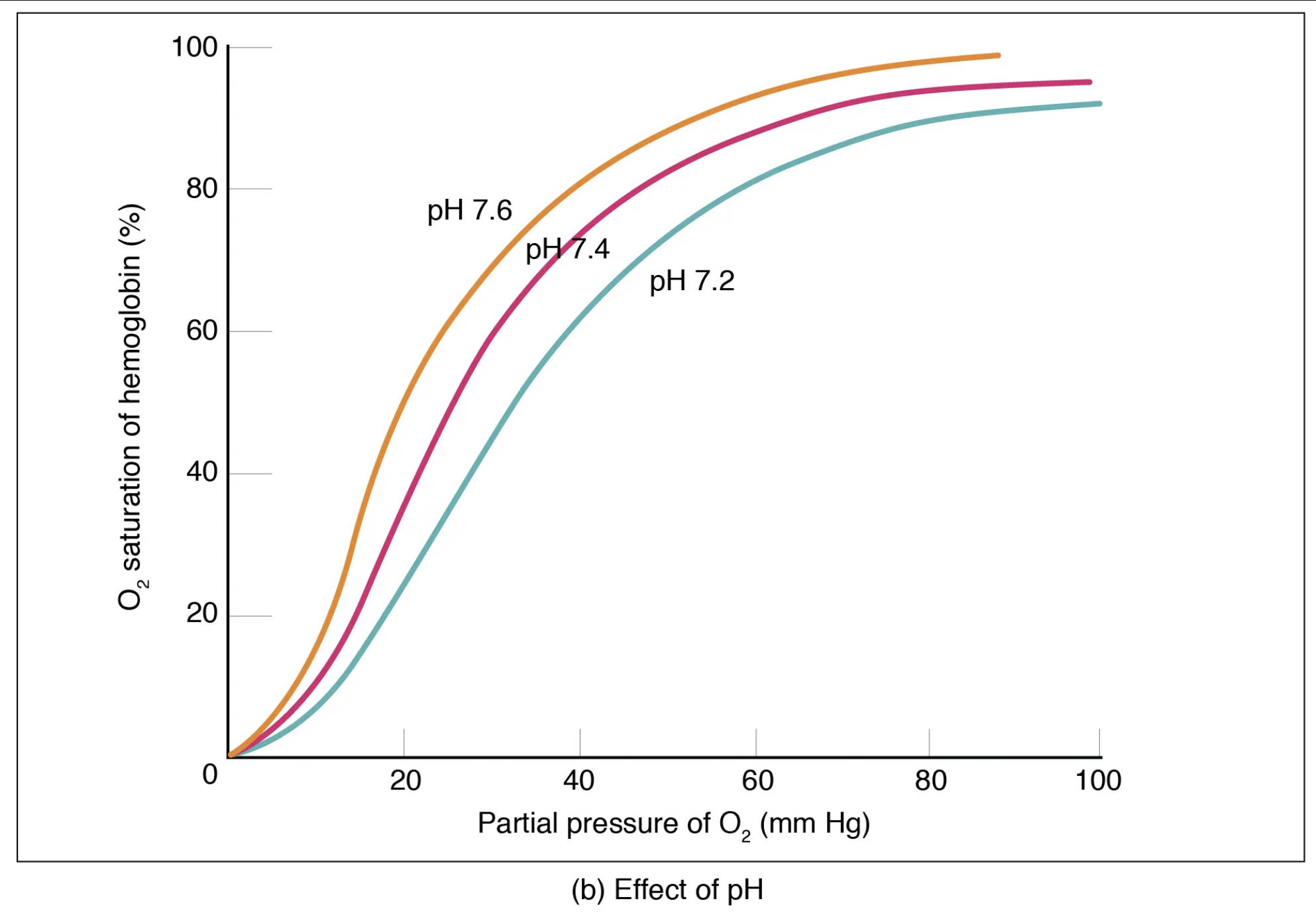 The Bohr Effect: How pH Influences Oxygen Delivery