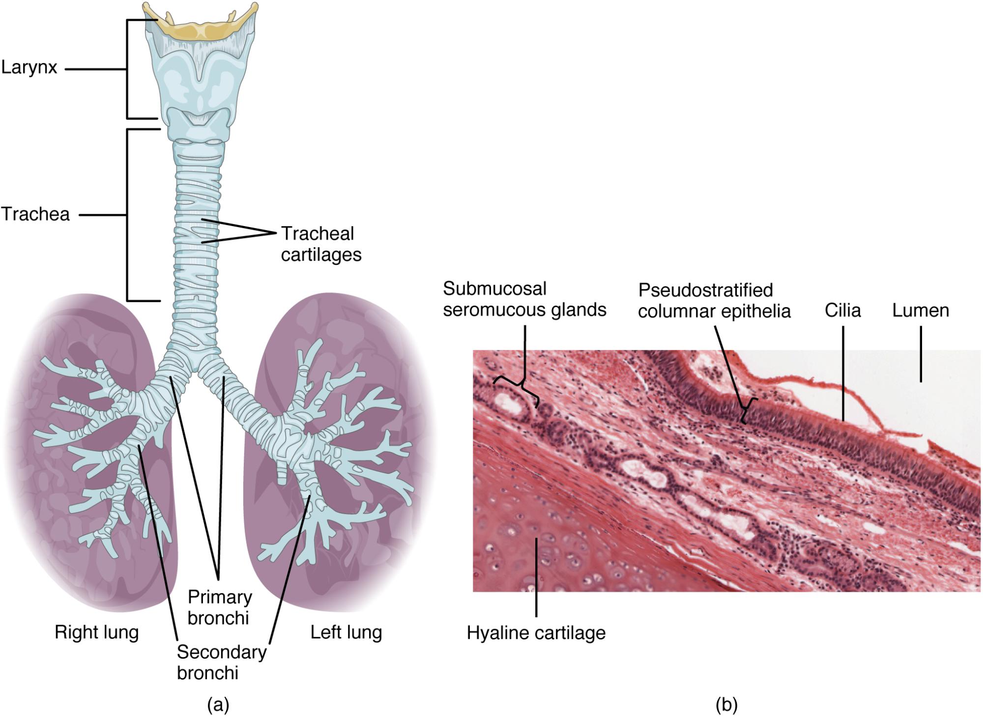 Understanding the Trachea: Anatomical Structure and Microscopic View