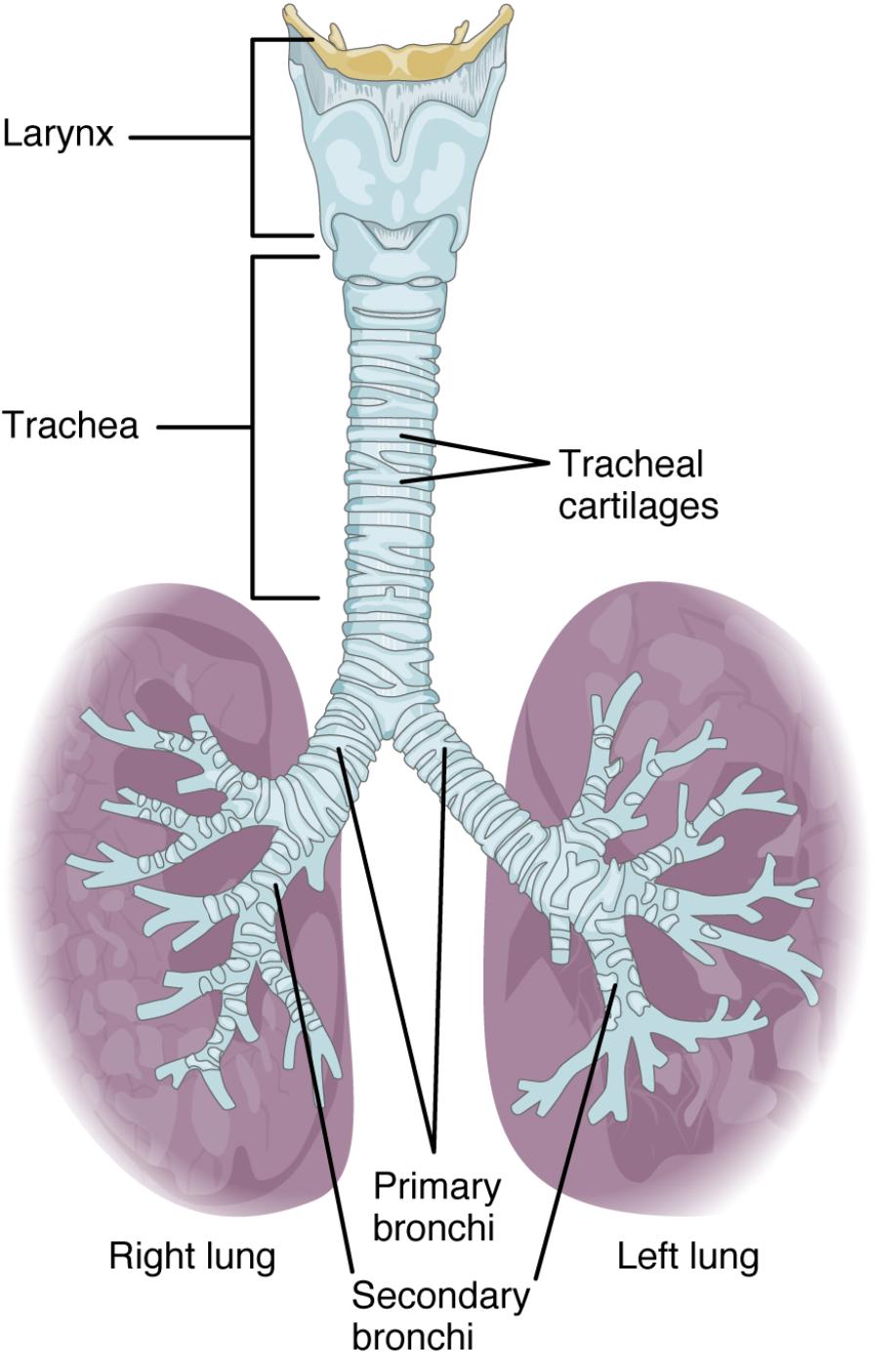 Insights into the Trachea: Anatomical Structure Diagram