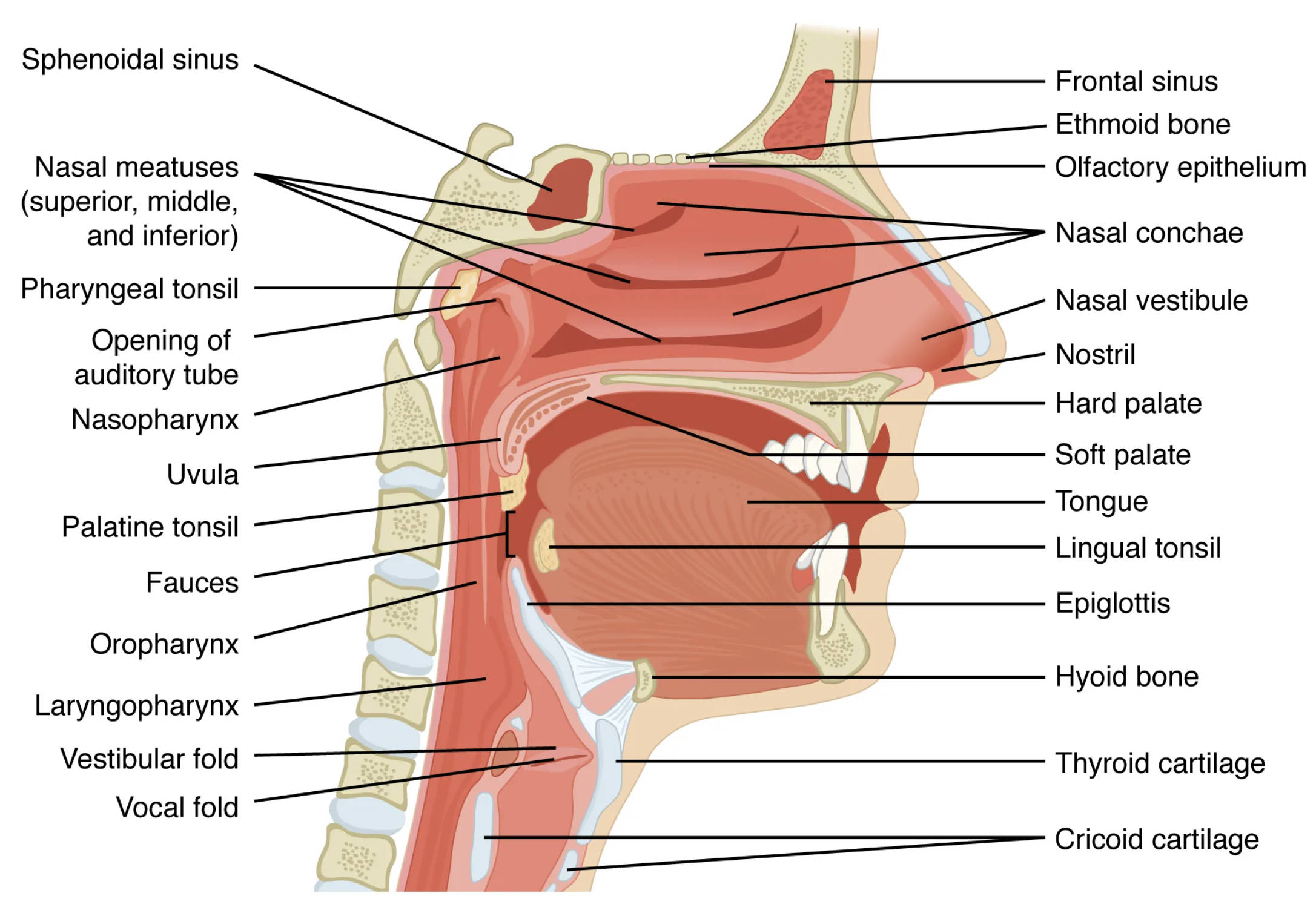 Exploring the Upper Airway: A Comprehensive Anatomical Sectional View