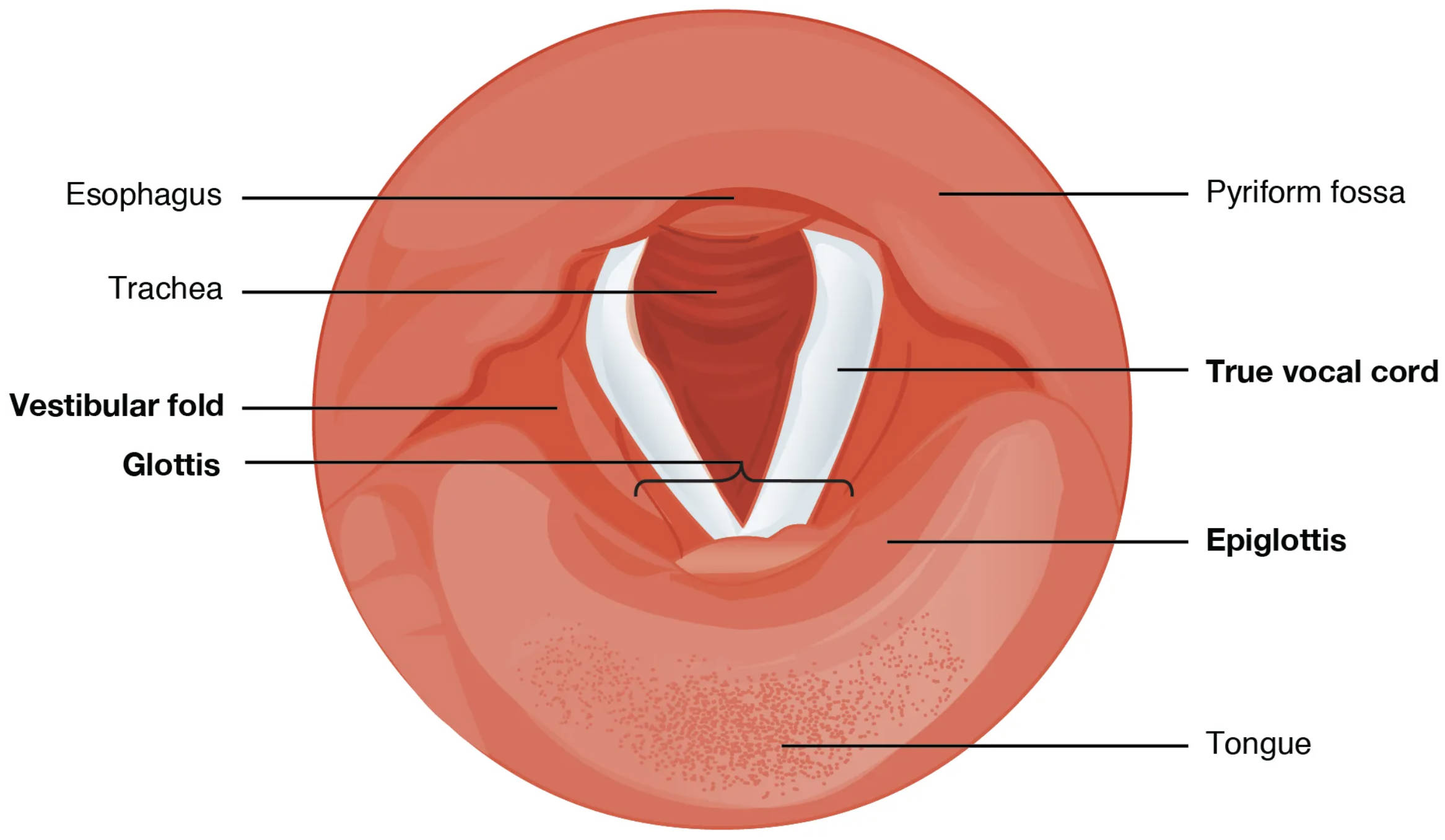 Exploring the Vocal Cords: Anatomical Structure in Superior View