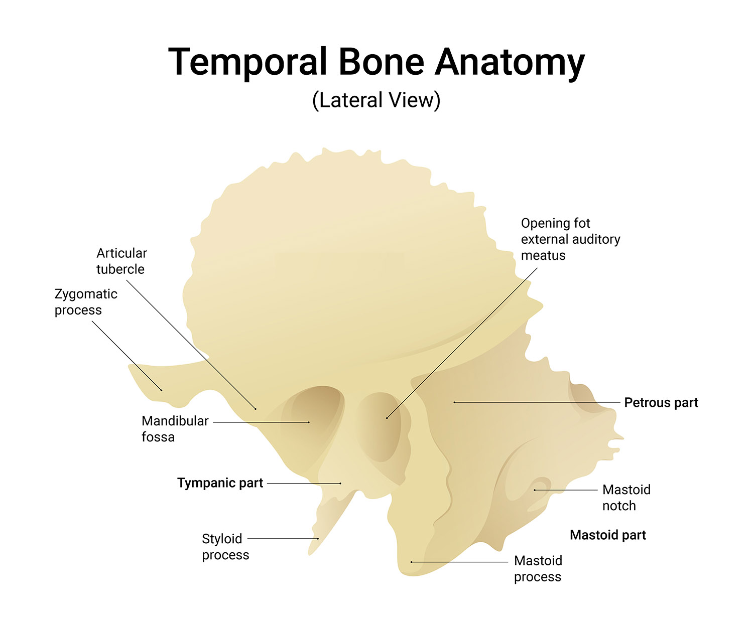 Temporal Bone Anatomy Anatomy Note Temporal Bone Anatomy Anatomy Note