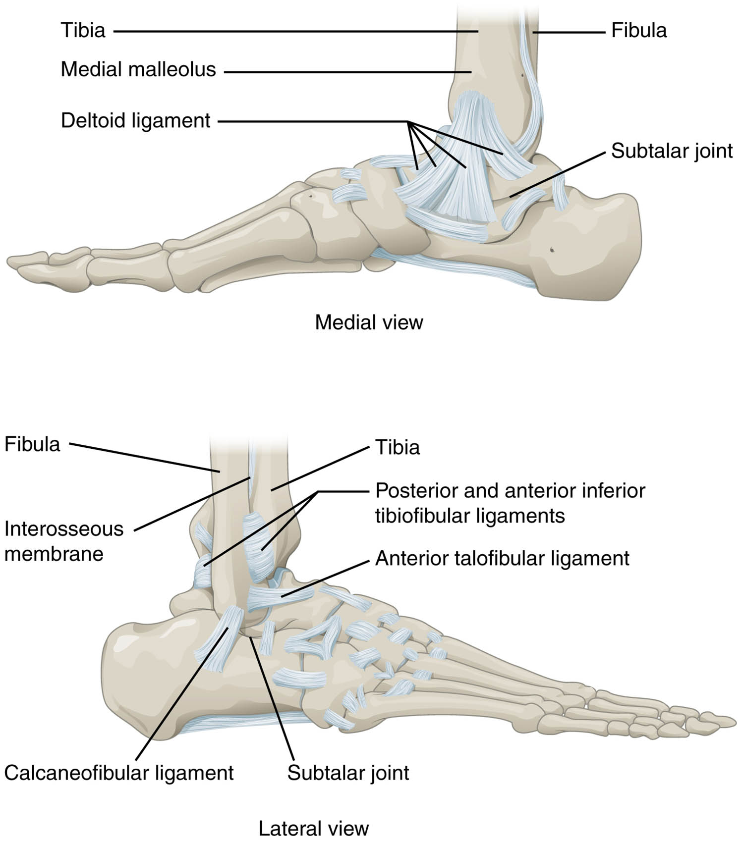 Ankle Joint Anatomy: Exploring the Talocrural and Subtalar Joints