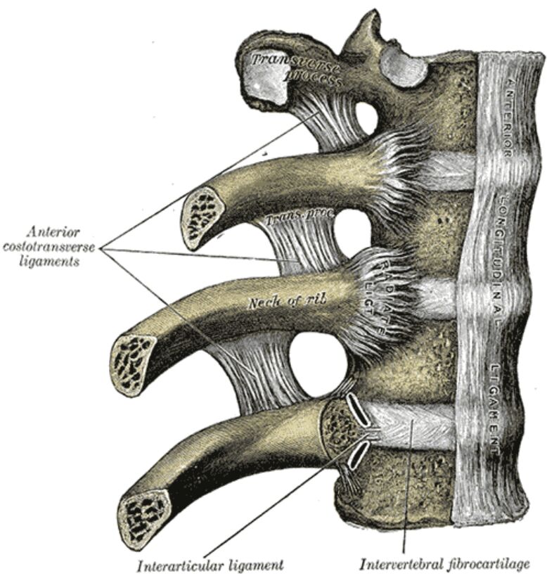 Thoracic Ligaments: Comprehensive Guide to Vertebral and Costal Connections
