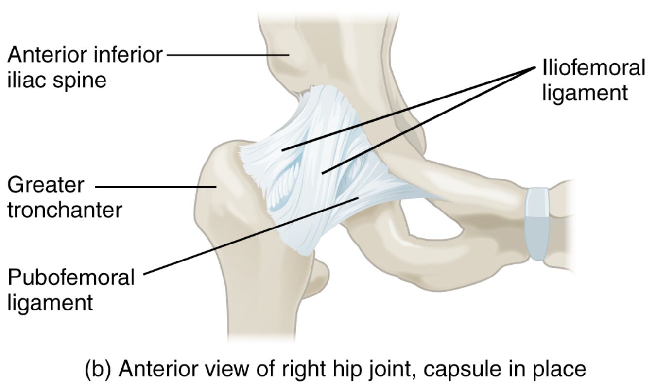 Exploring the Anterior View of the Right Hip Joint: Anatomy and Stability